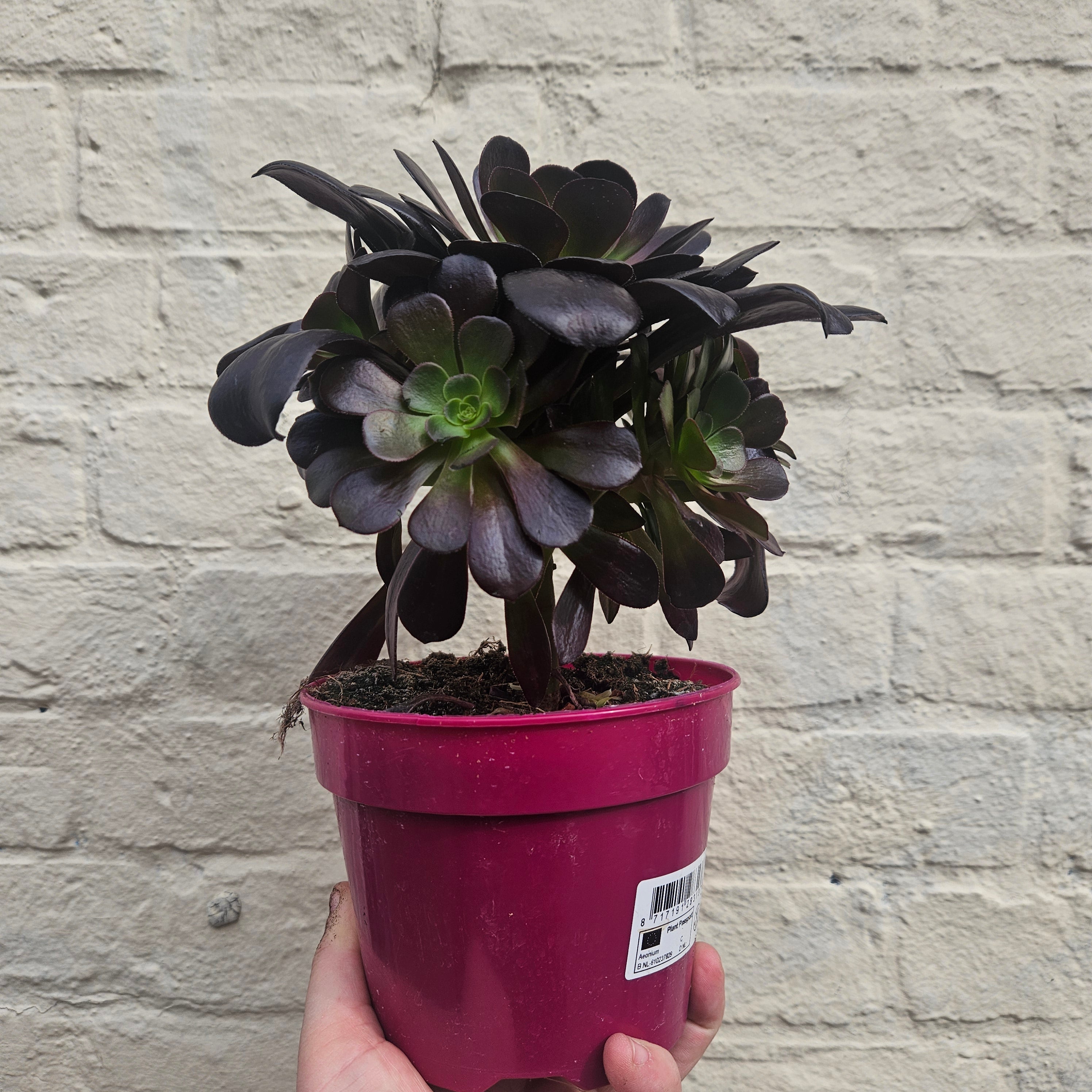 Aeonium arboreum Varieties (Houseleek Tree/ Tree Aeonium)