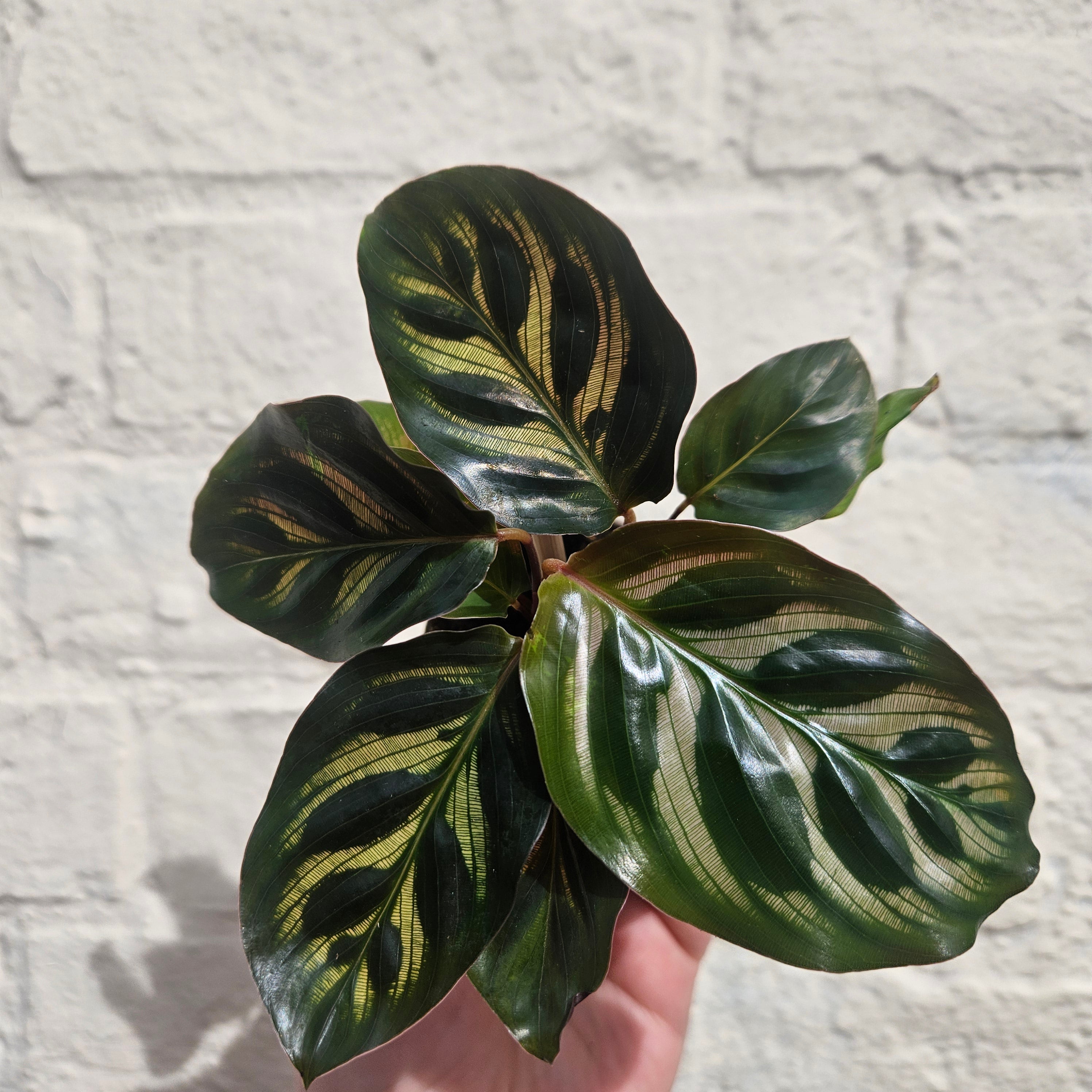 Goeppertia makoyana syn. Calathea makoyana (Peacock plant/ Prayer Plant)