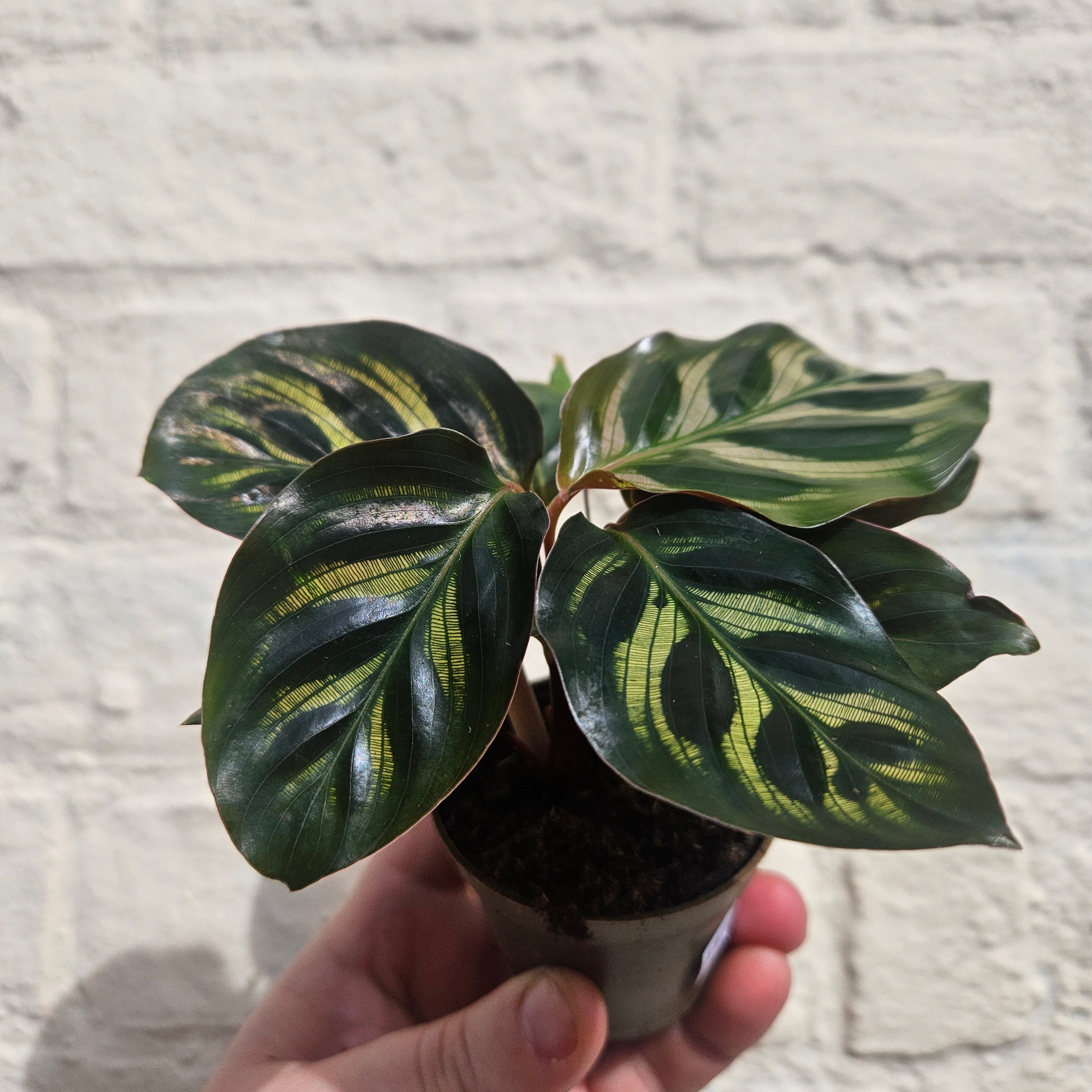 Goeppertia makoyana syn. Calathea makoyana (Peacock plant/ Prayer Plant)