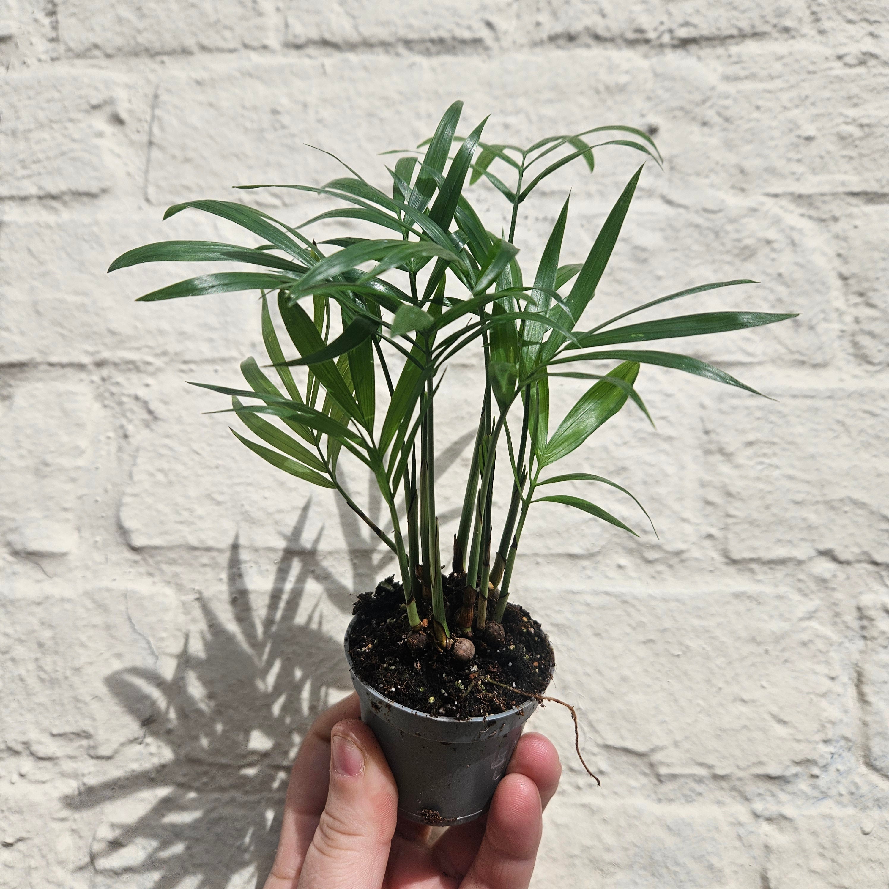 Chamaedorea elegans (Parlour palm)- Various Sizes