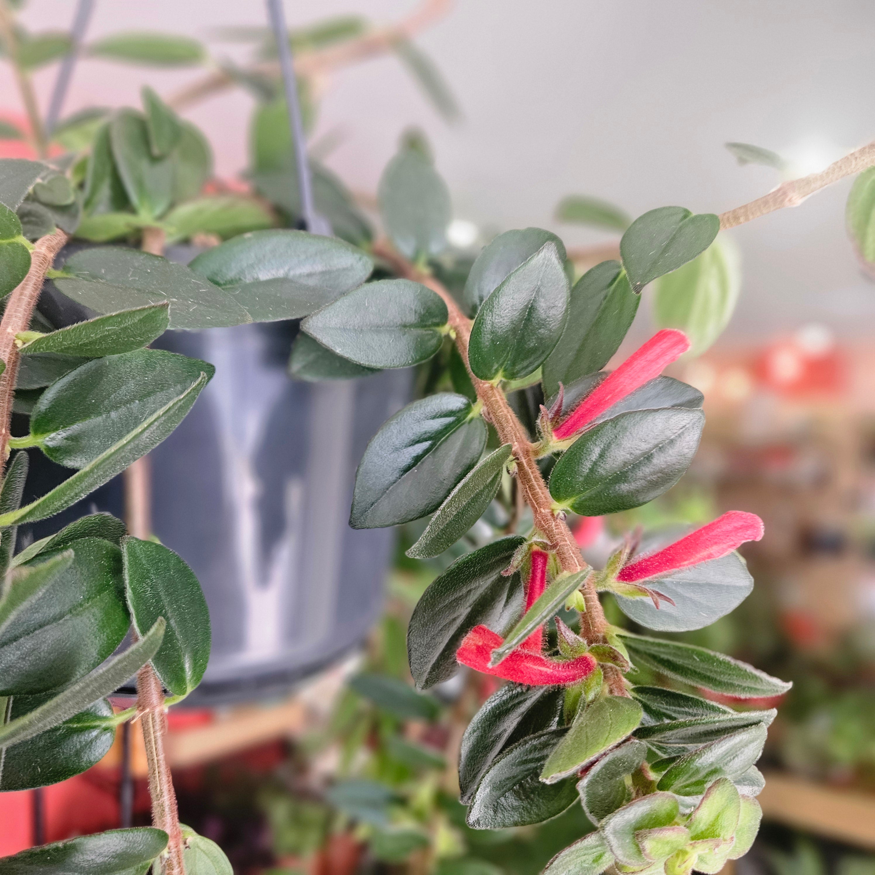 Columnea ‘Krakatau’ (Goldfish Plant)