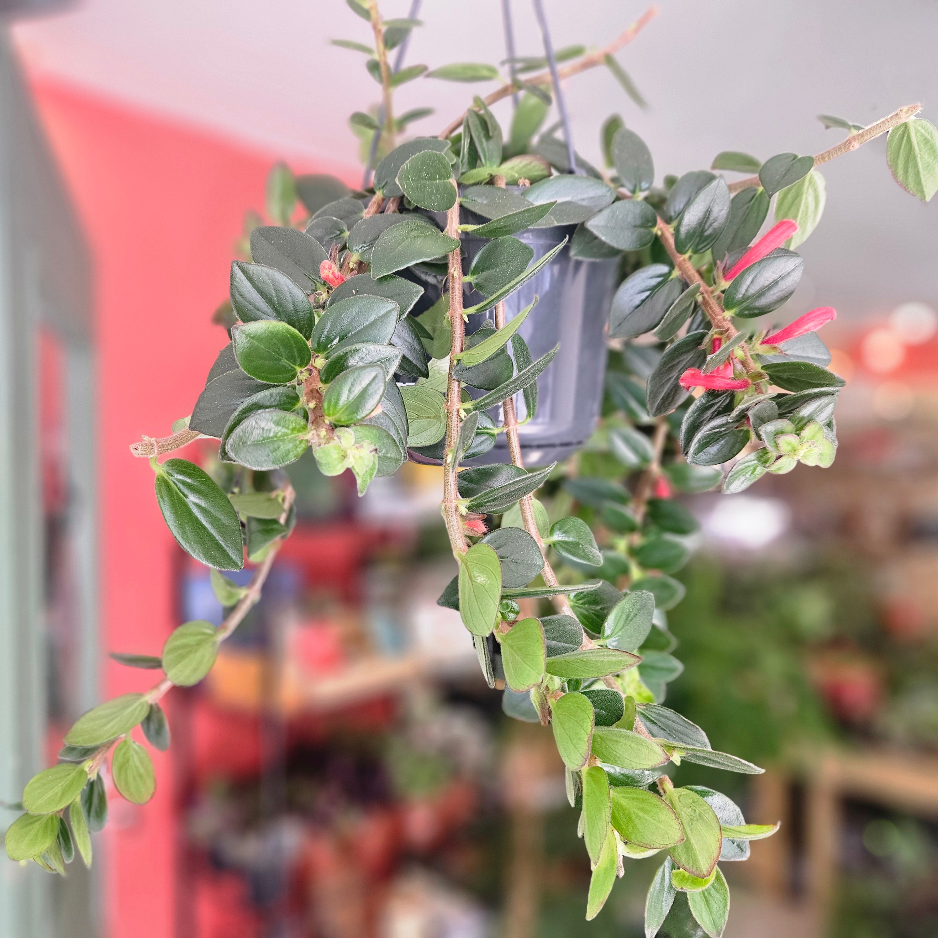 Columnea ‘Krakatau’ (Goldfish Plant)