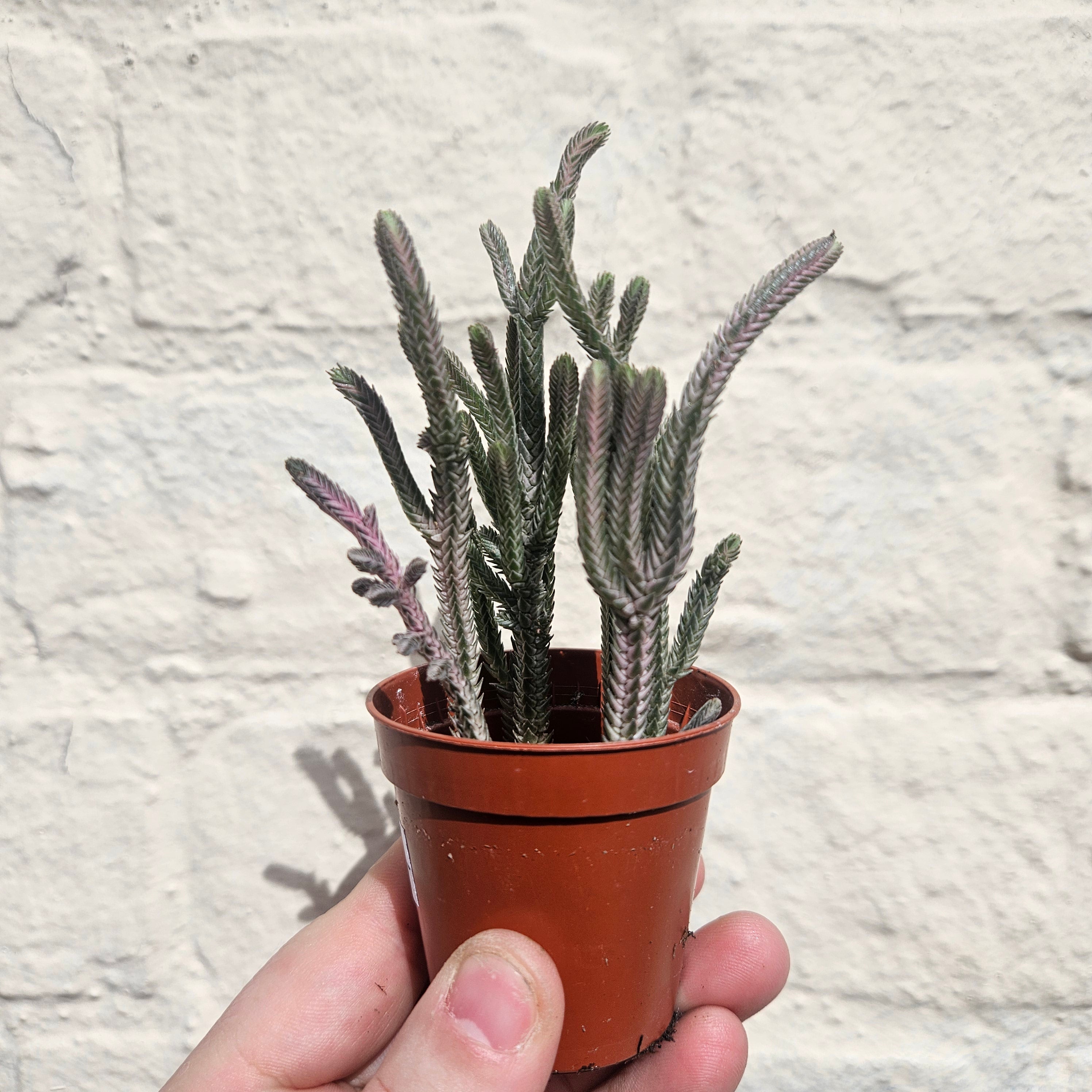 Crassula lycopodioides &