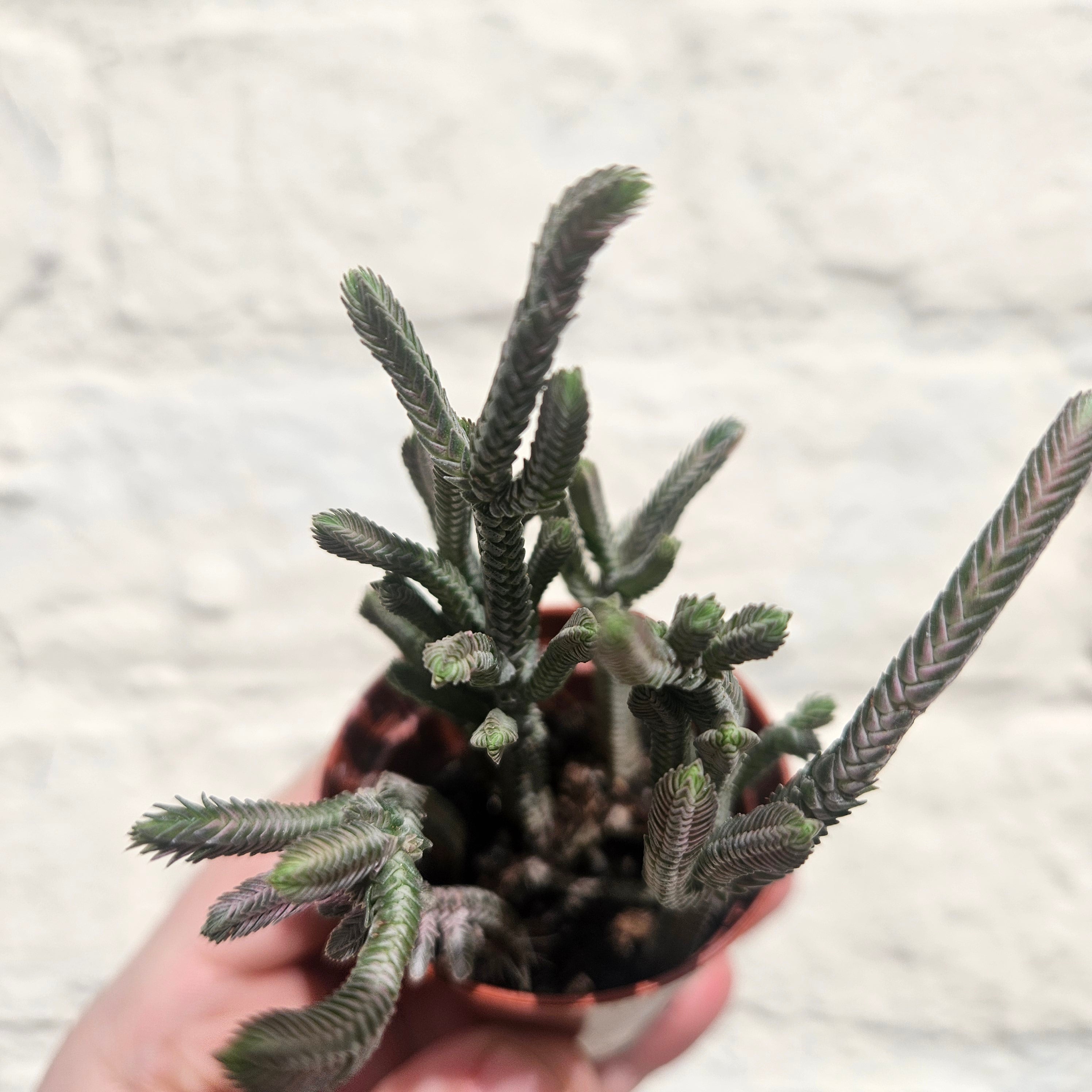 Crassula lycopodioides &