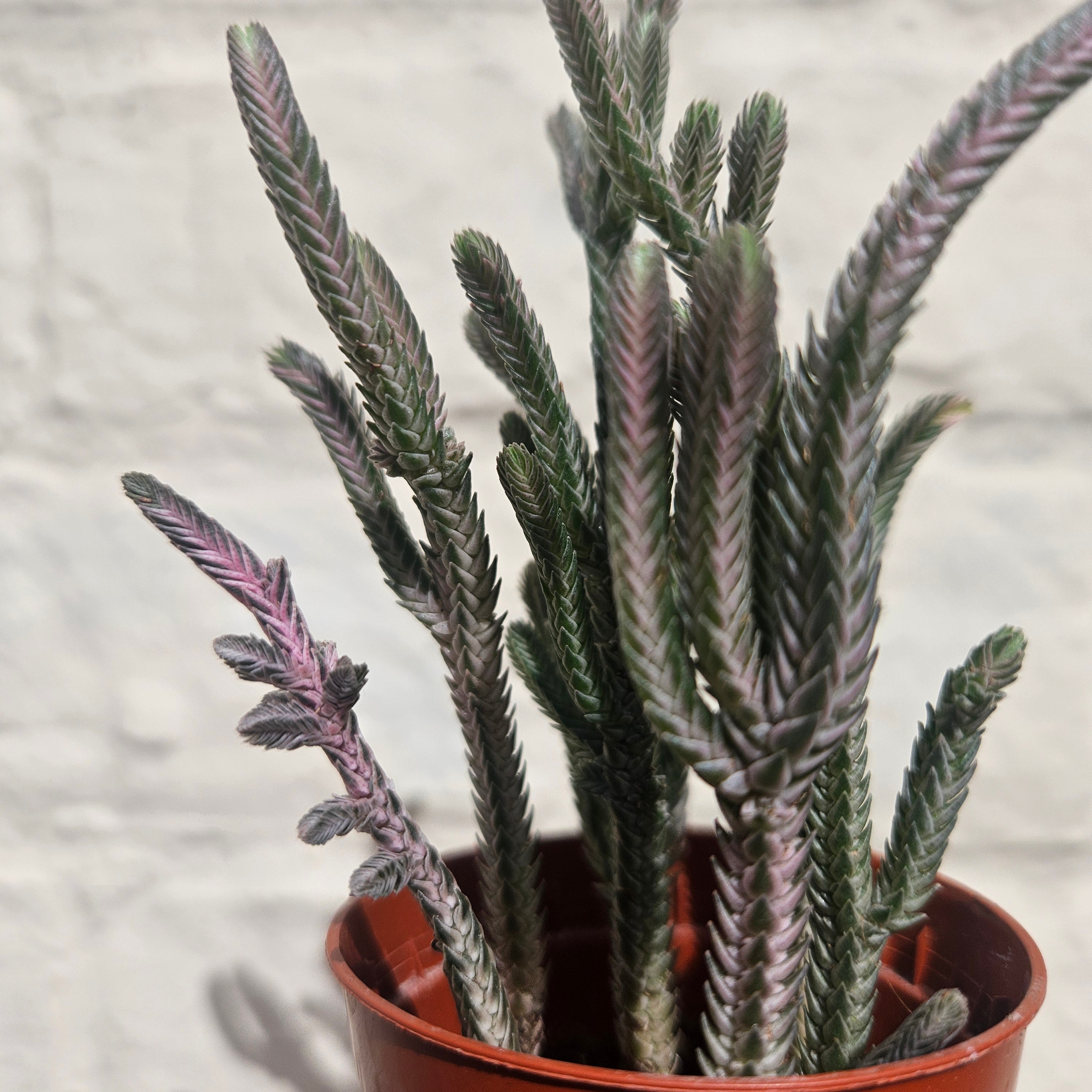 Crassula lycopodioides &