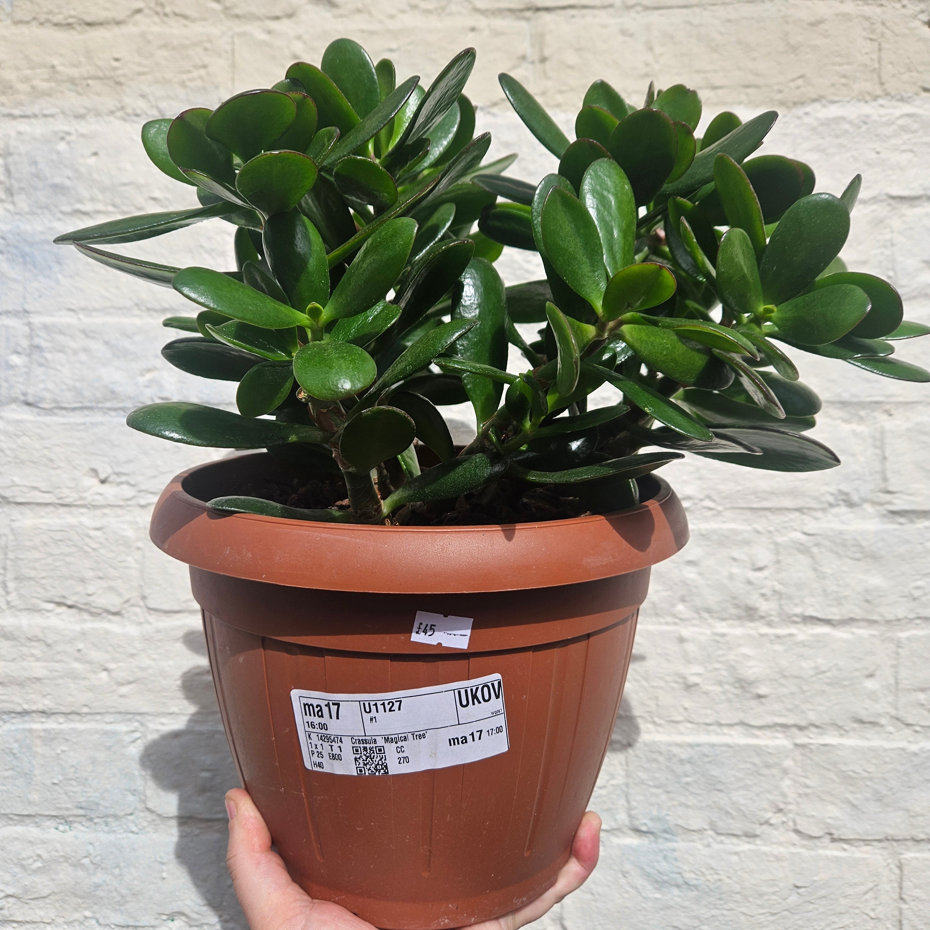 Crassula ovata (Jade plant/Succulent)