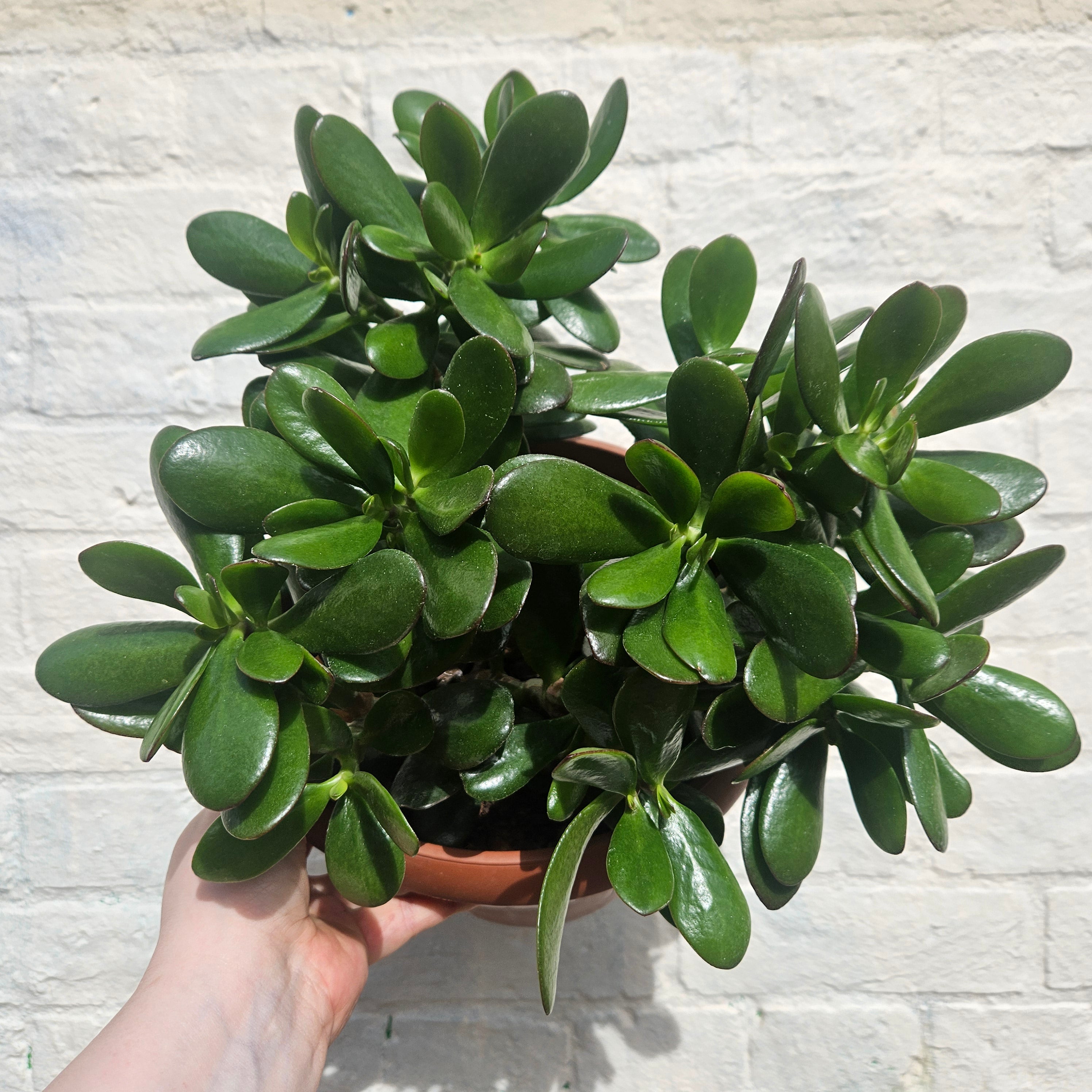 Crassula ovata (Jade plant/Succulent)