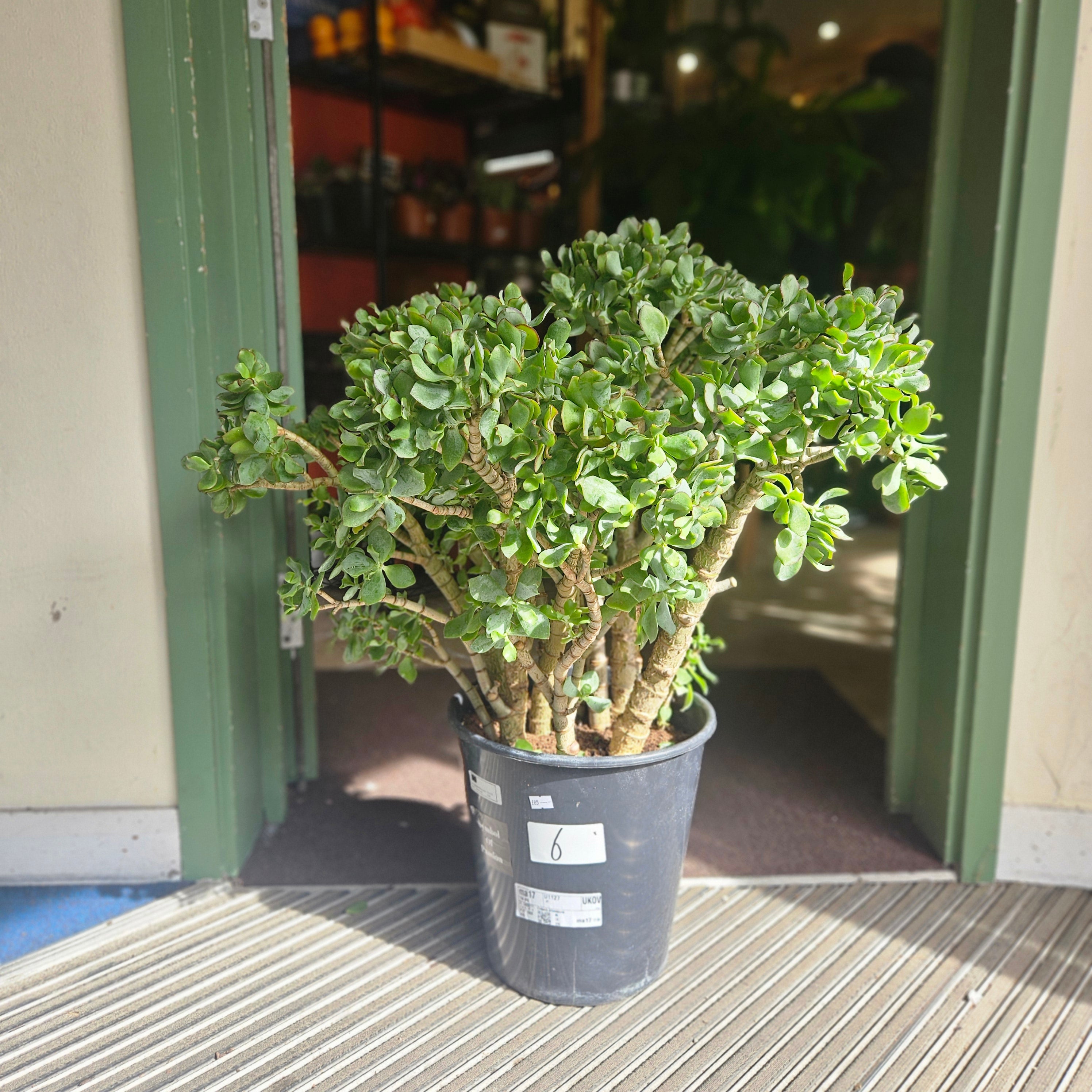 Crassula aborescens undulatifolia &