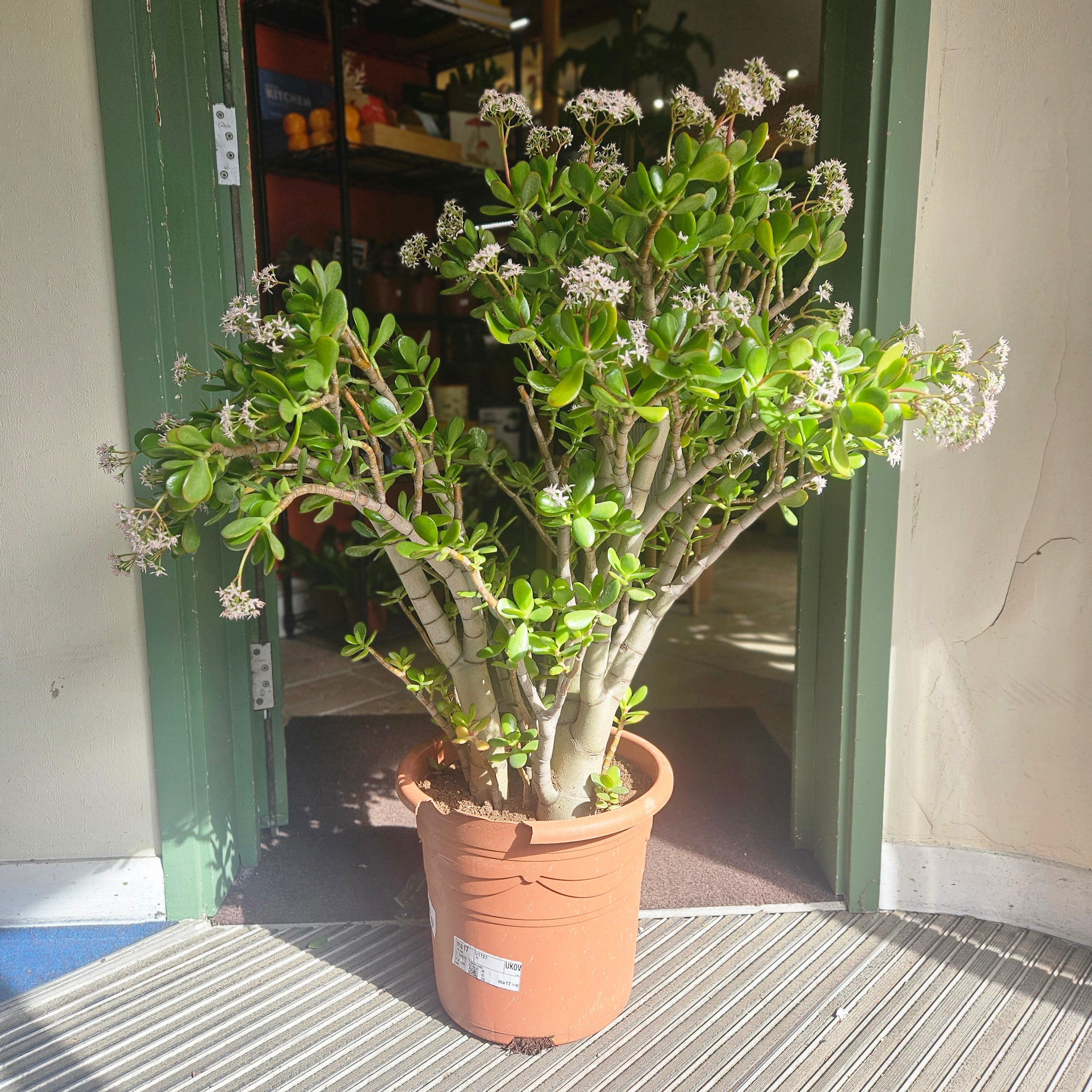 Crassula ovata (Jade plant/Succulent)