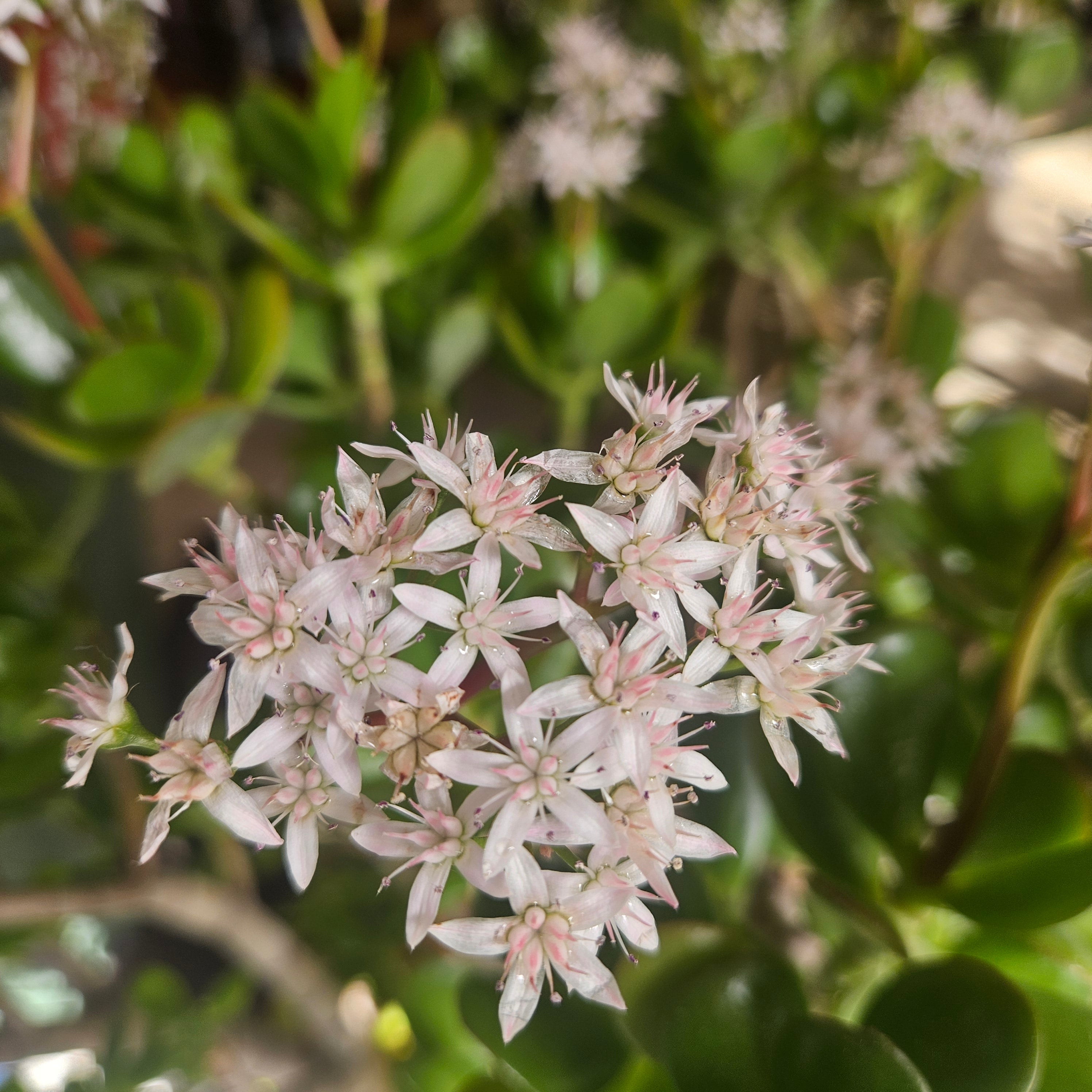 Crassula ovata (Jade plant/Succulent)