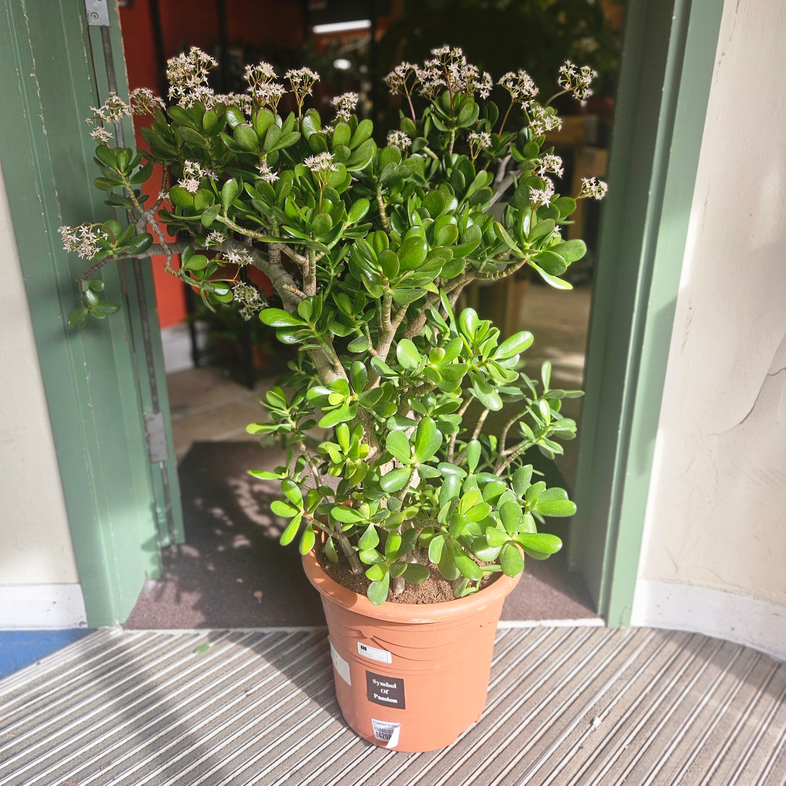 Crassula ovata (Jade plant/Succulent)