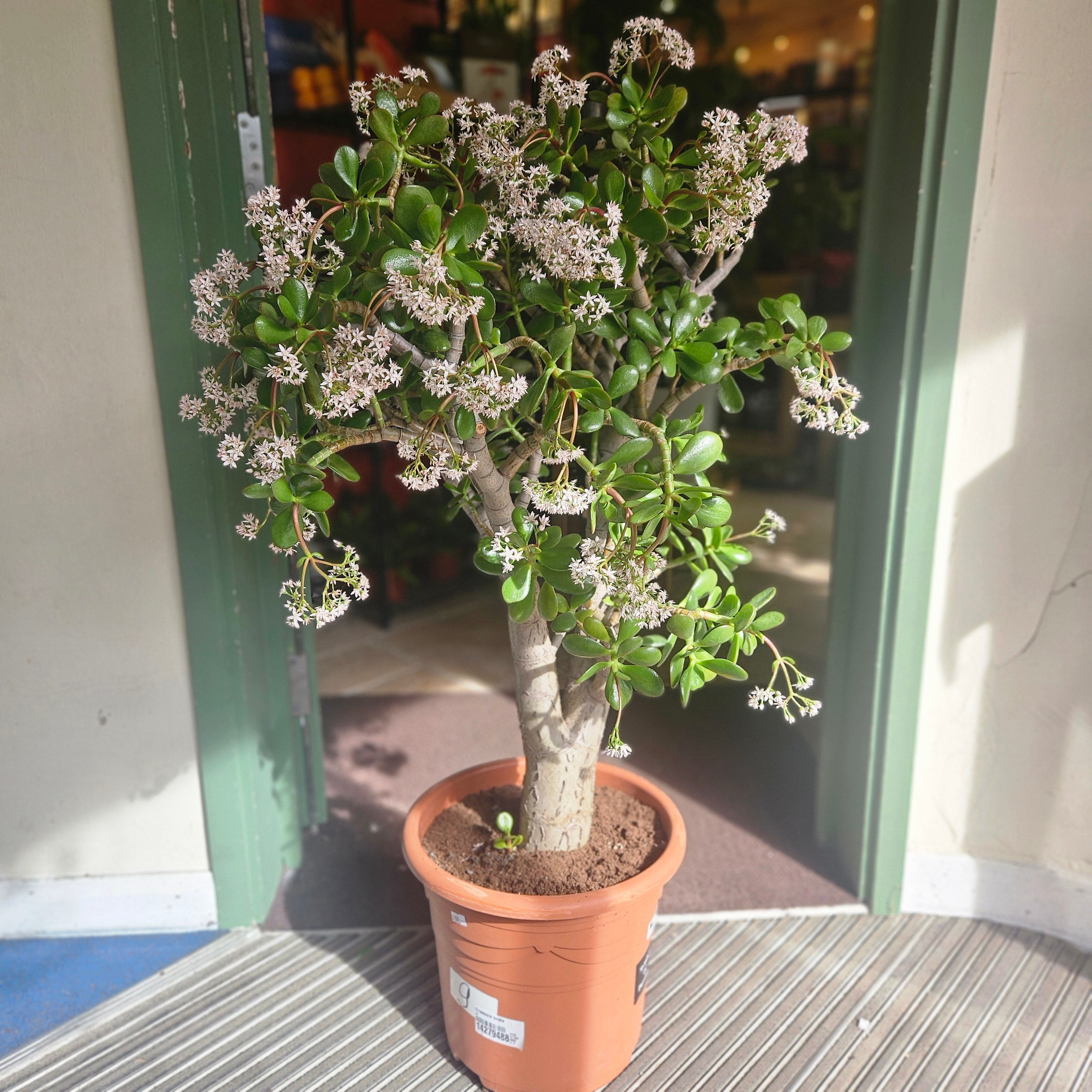 Crassula ovata (Jade plant/Succulent)