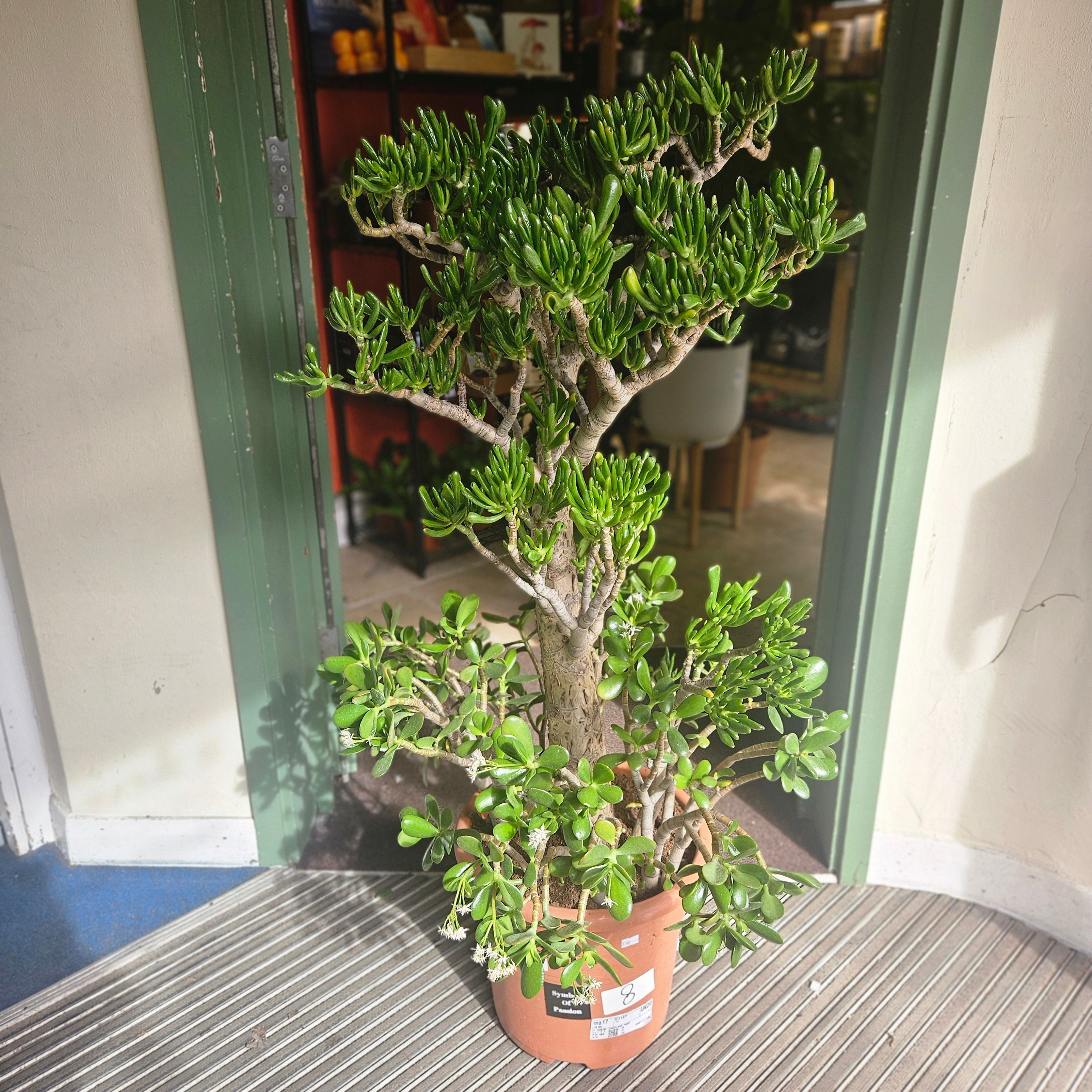 Crassula ovata &