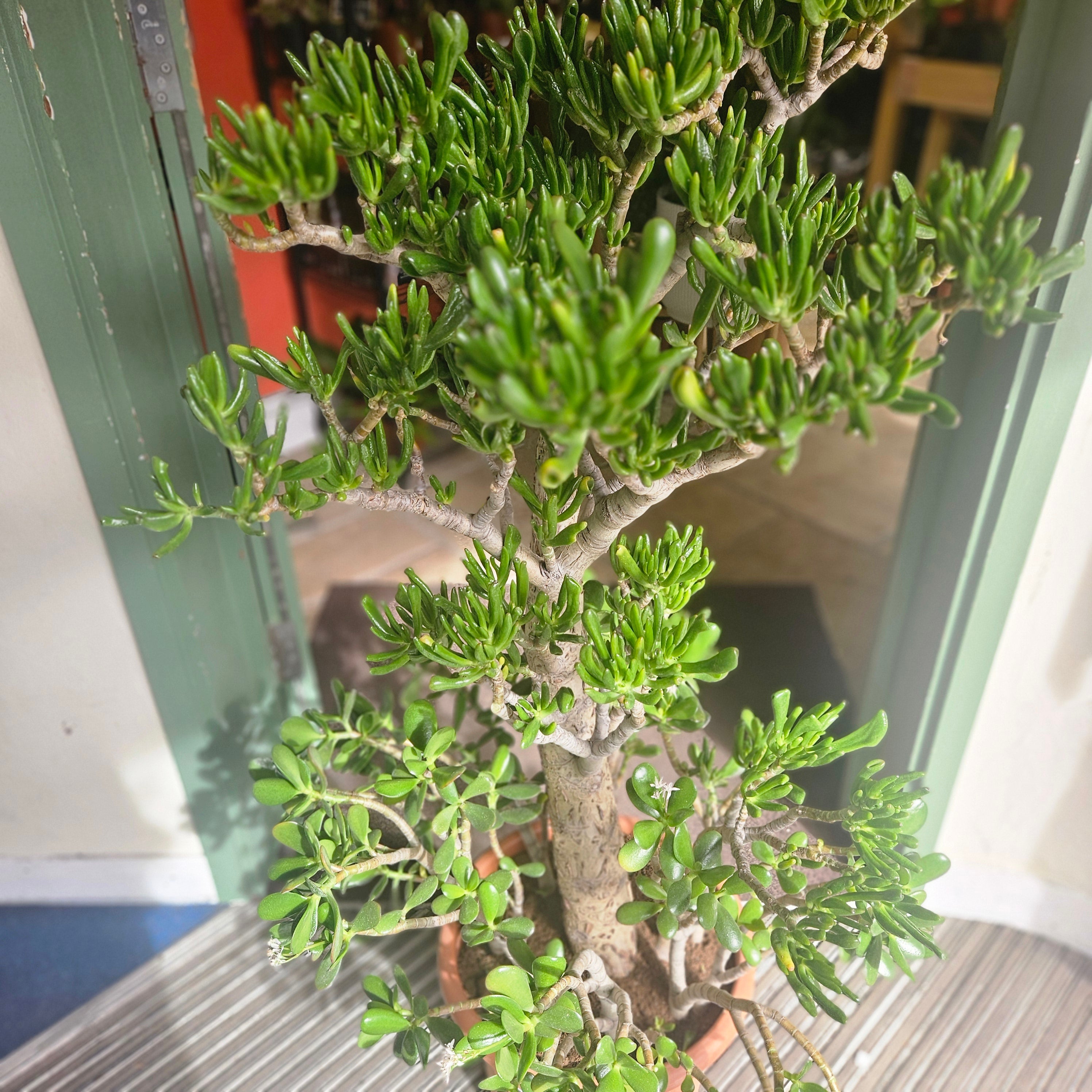 Crassula ovata &