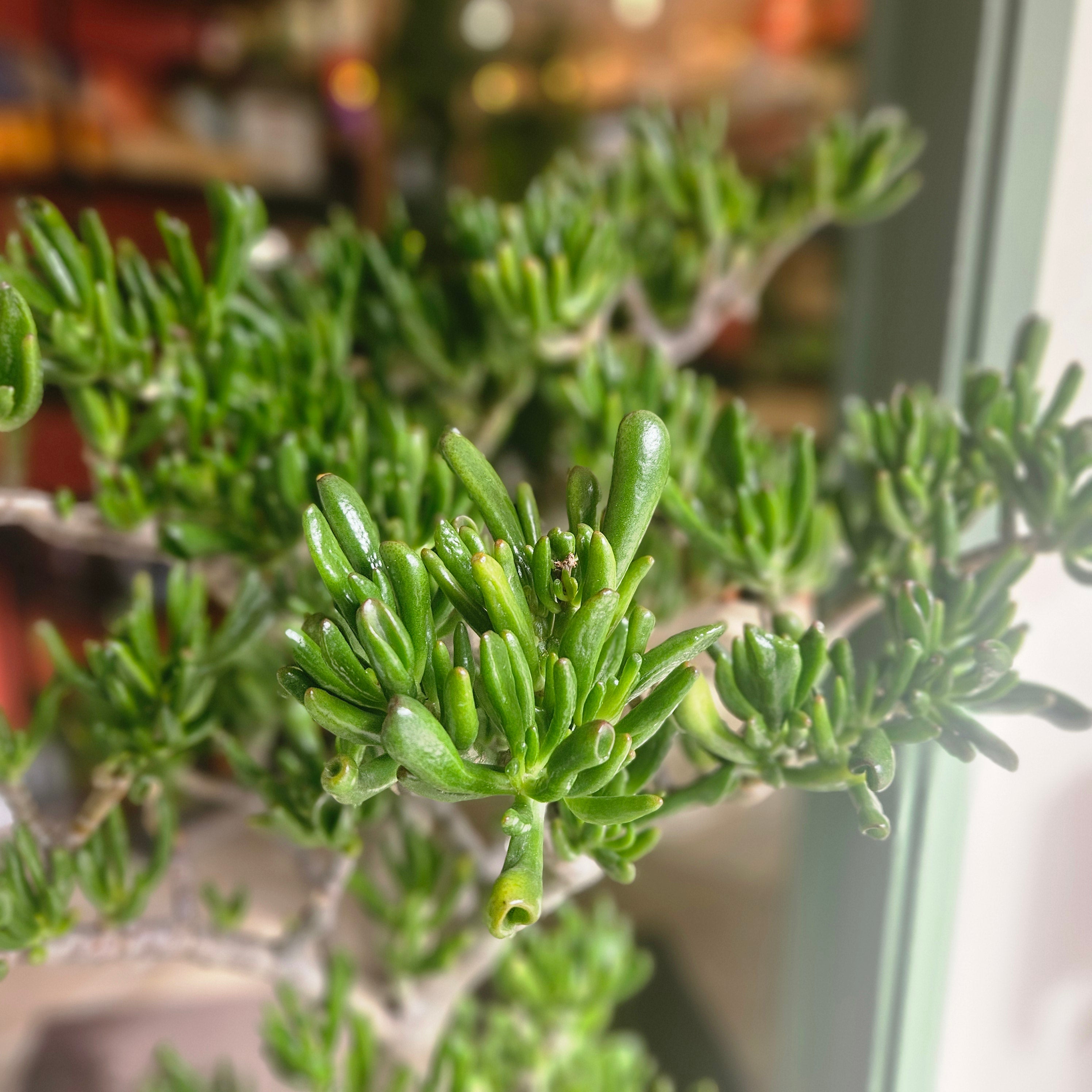 Crassula ovata &
