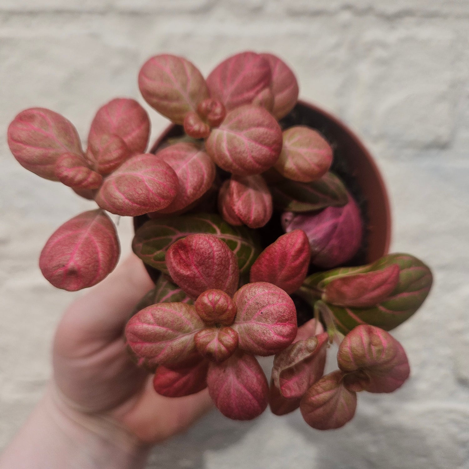 Fittonia varieties (Nerve plant/ Mosaic plant)