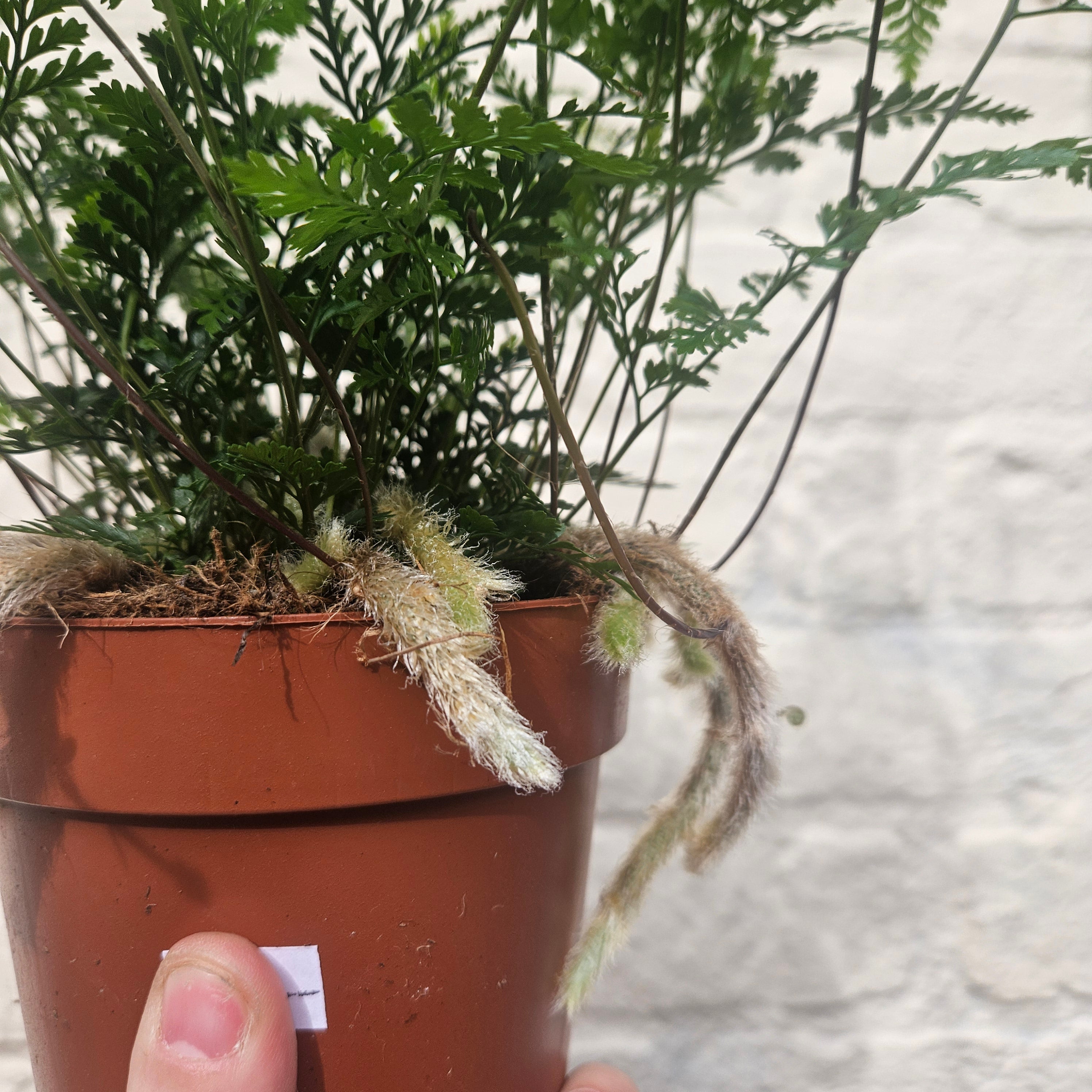Humata tyermanii (White Rabbit Foots Fern)