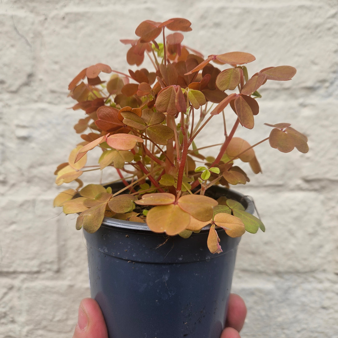 Oxalis spiralis vulcanicola &