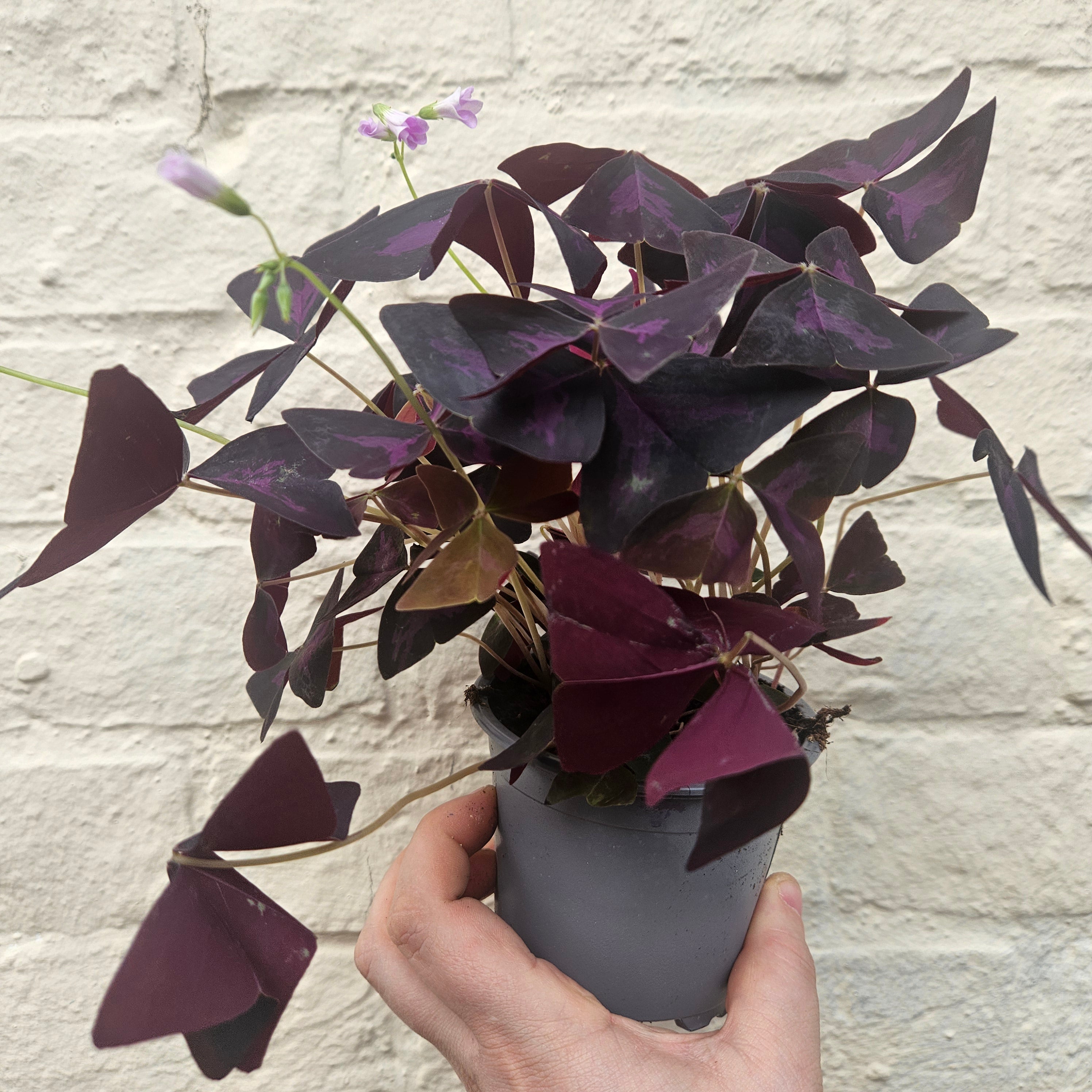 Oxalis triangularis (False Shamrock / purple plant)