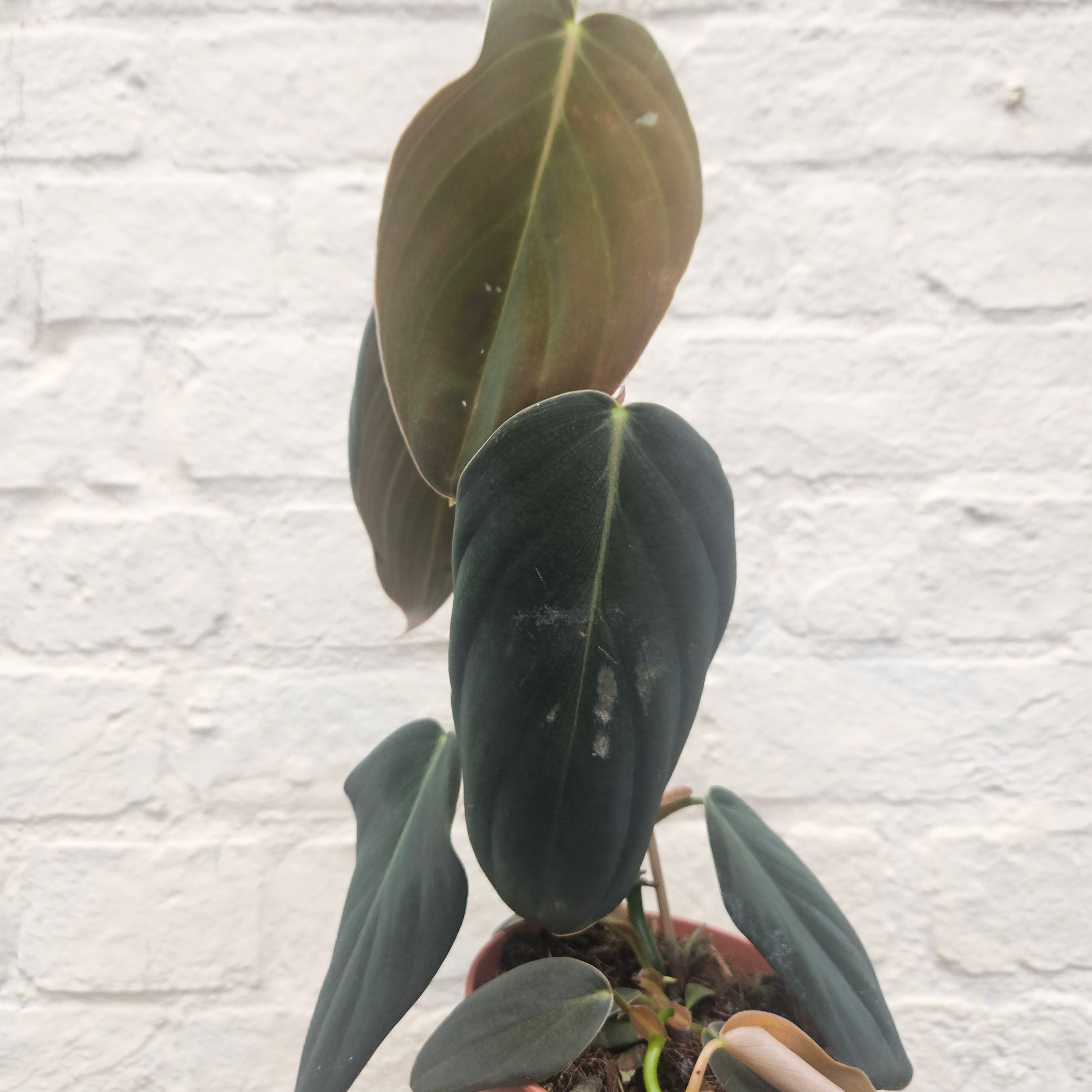 Philodendron gigas