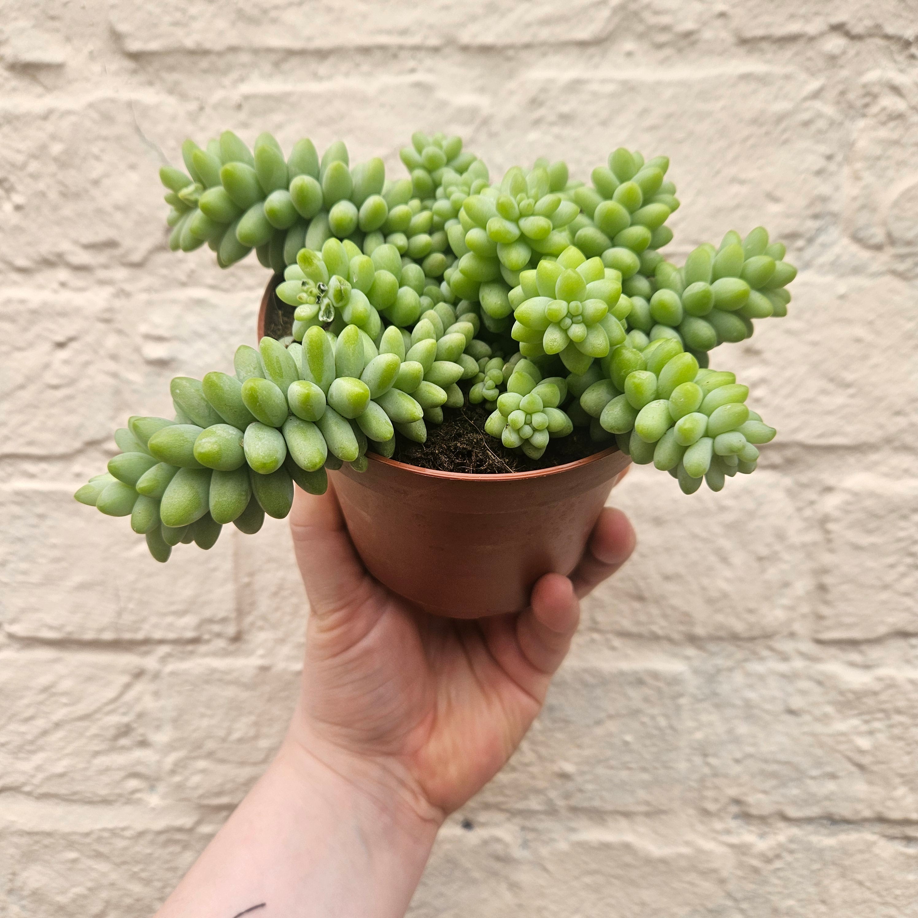 Sedum morganianum &