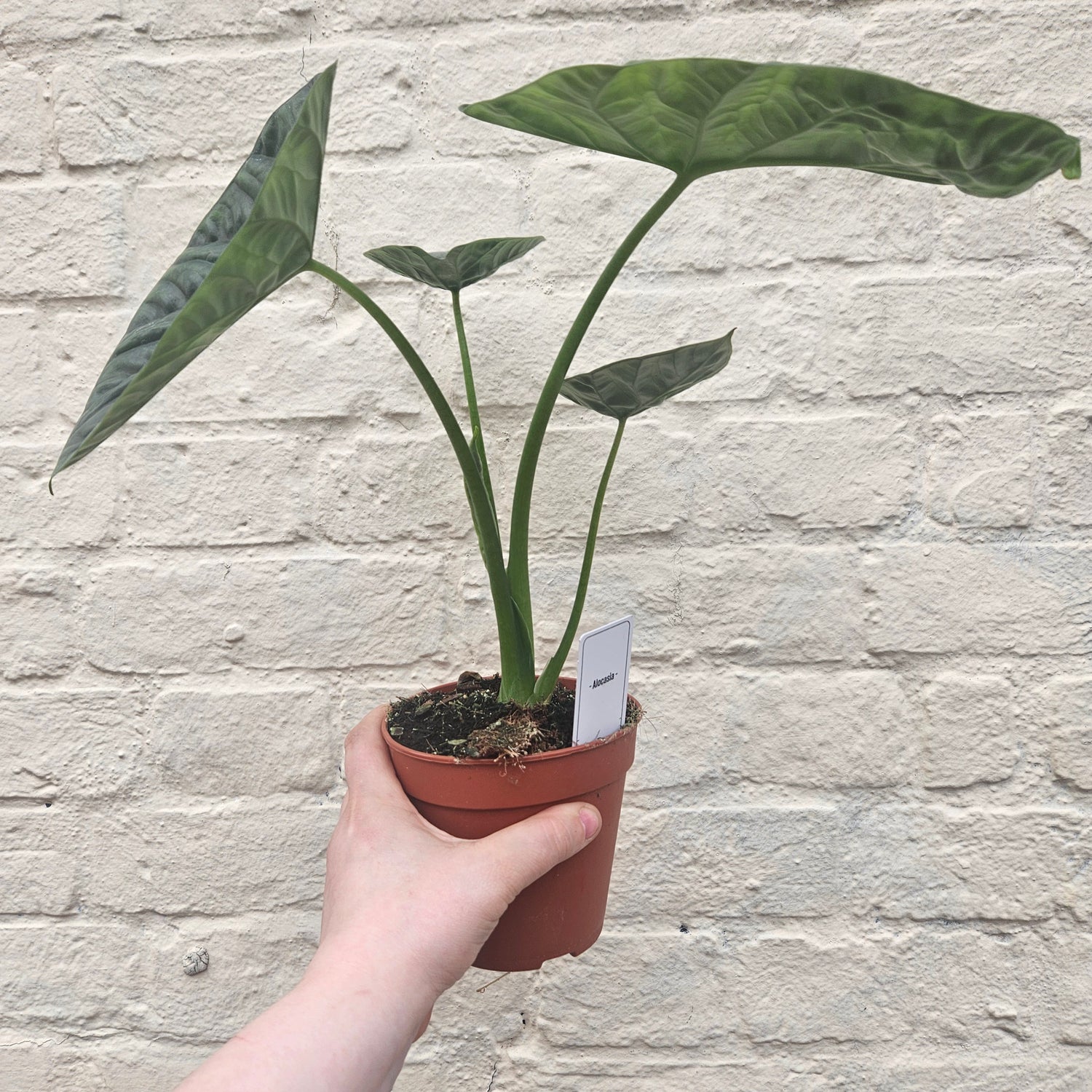 Alocasia &