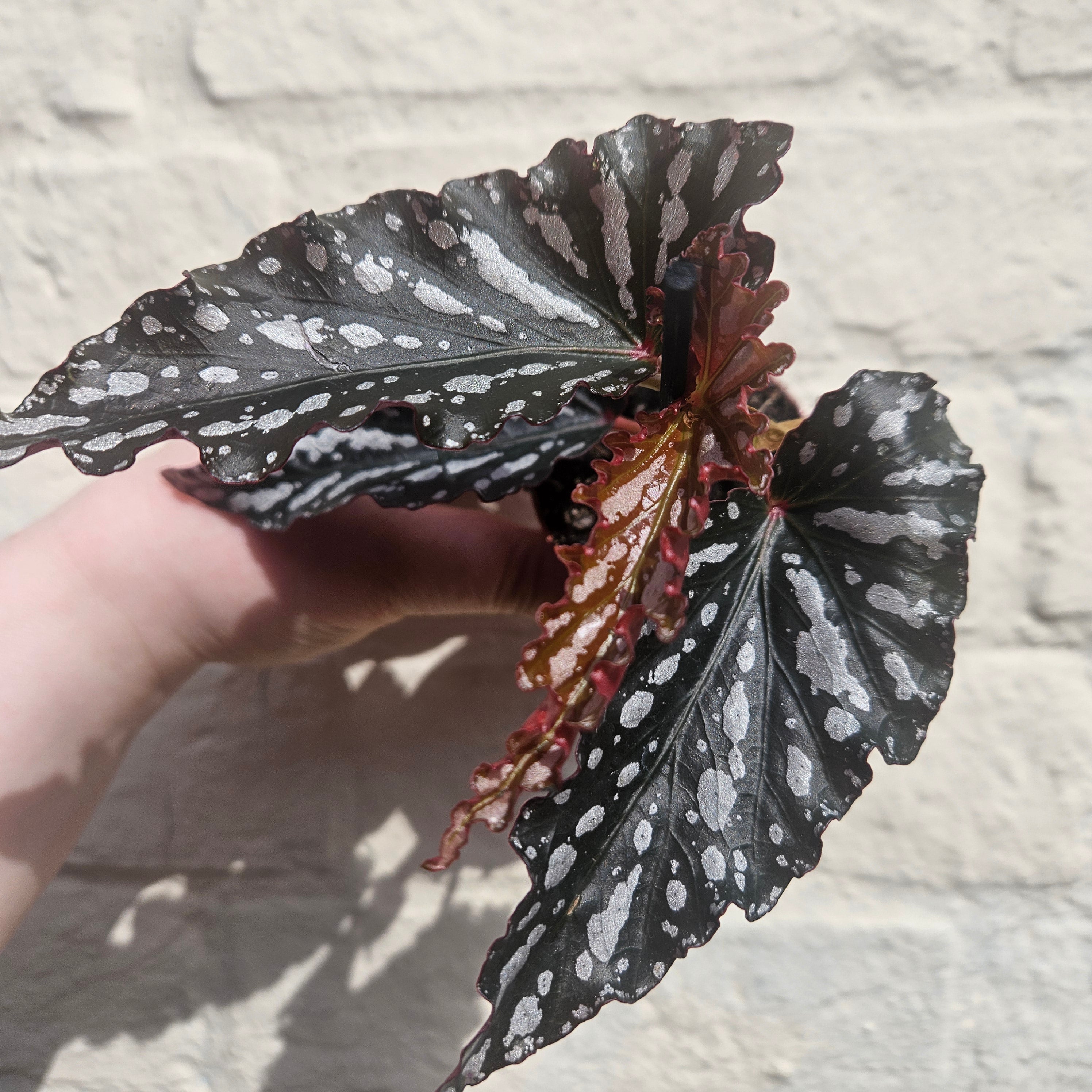 Angel Wing Begonias