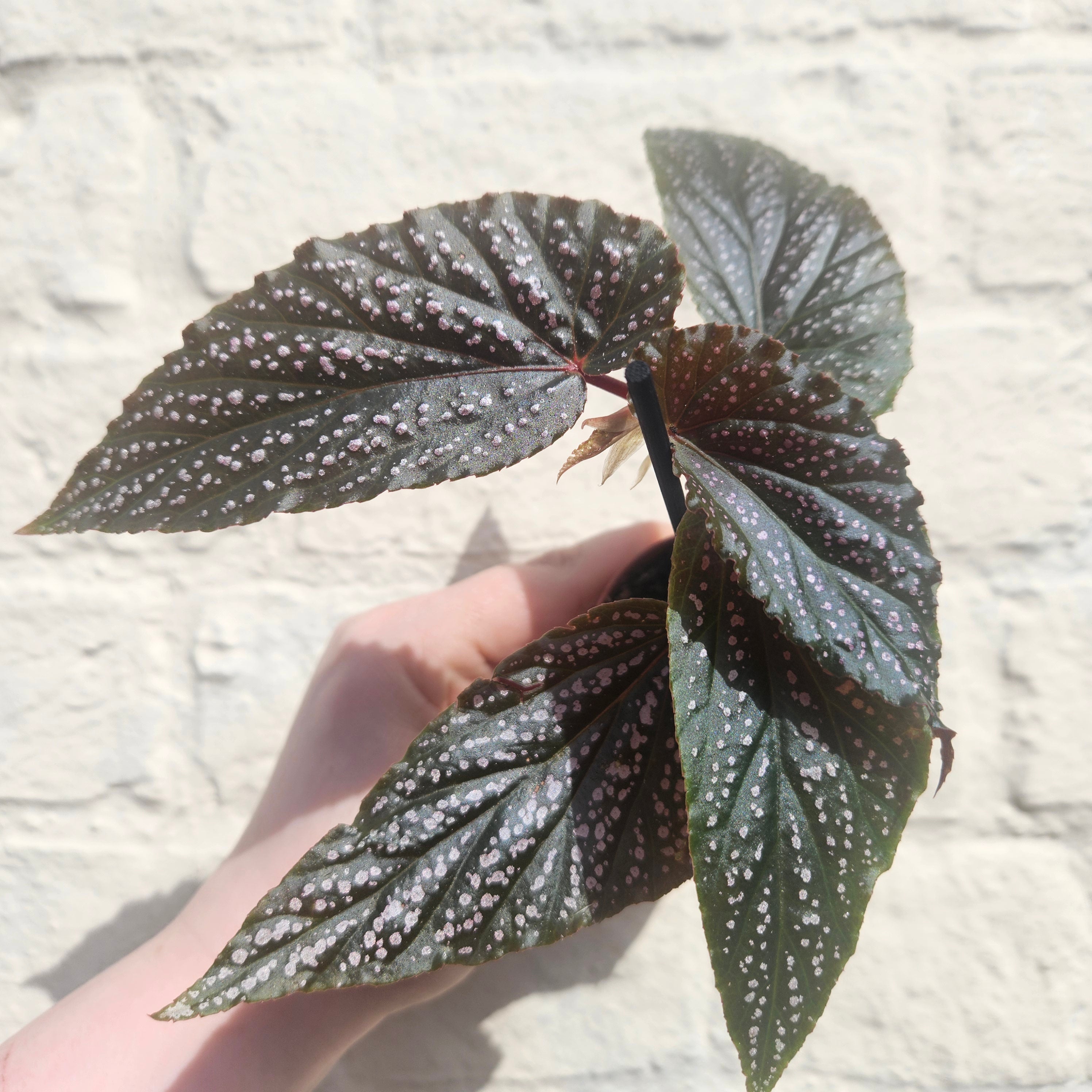 Angel Wing Begonias
