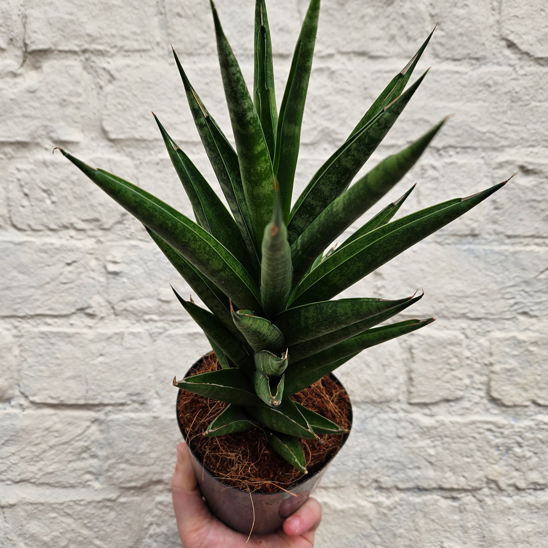 Sansevieria trifiasciata &