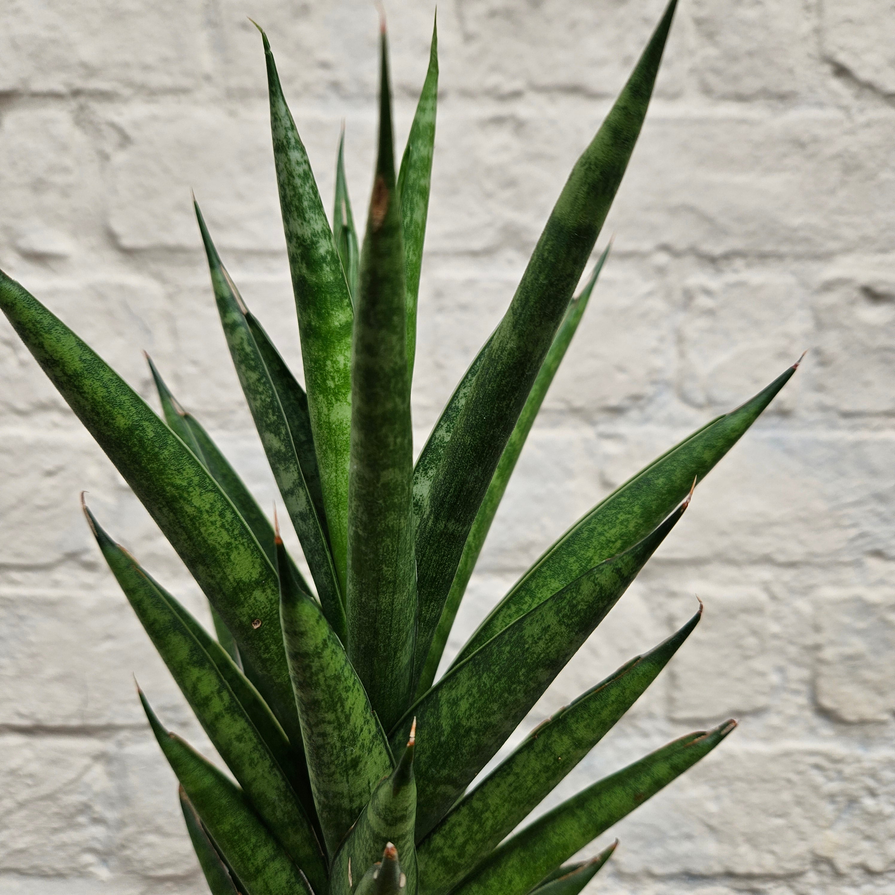 Sansevieria trifiasciata &