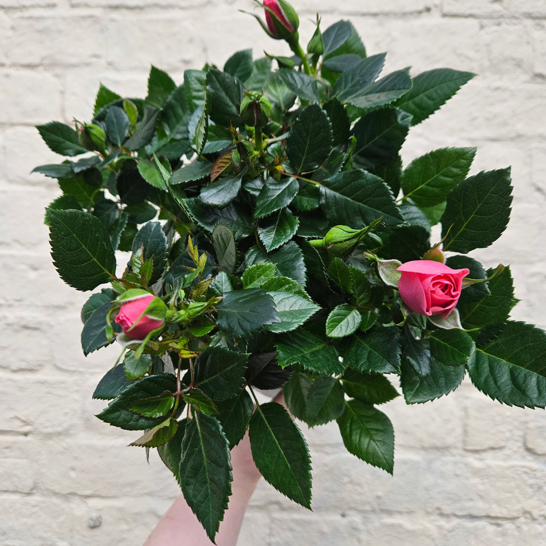 Patio Roses (Various Colours)