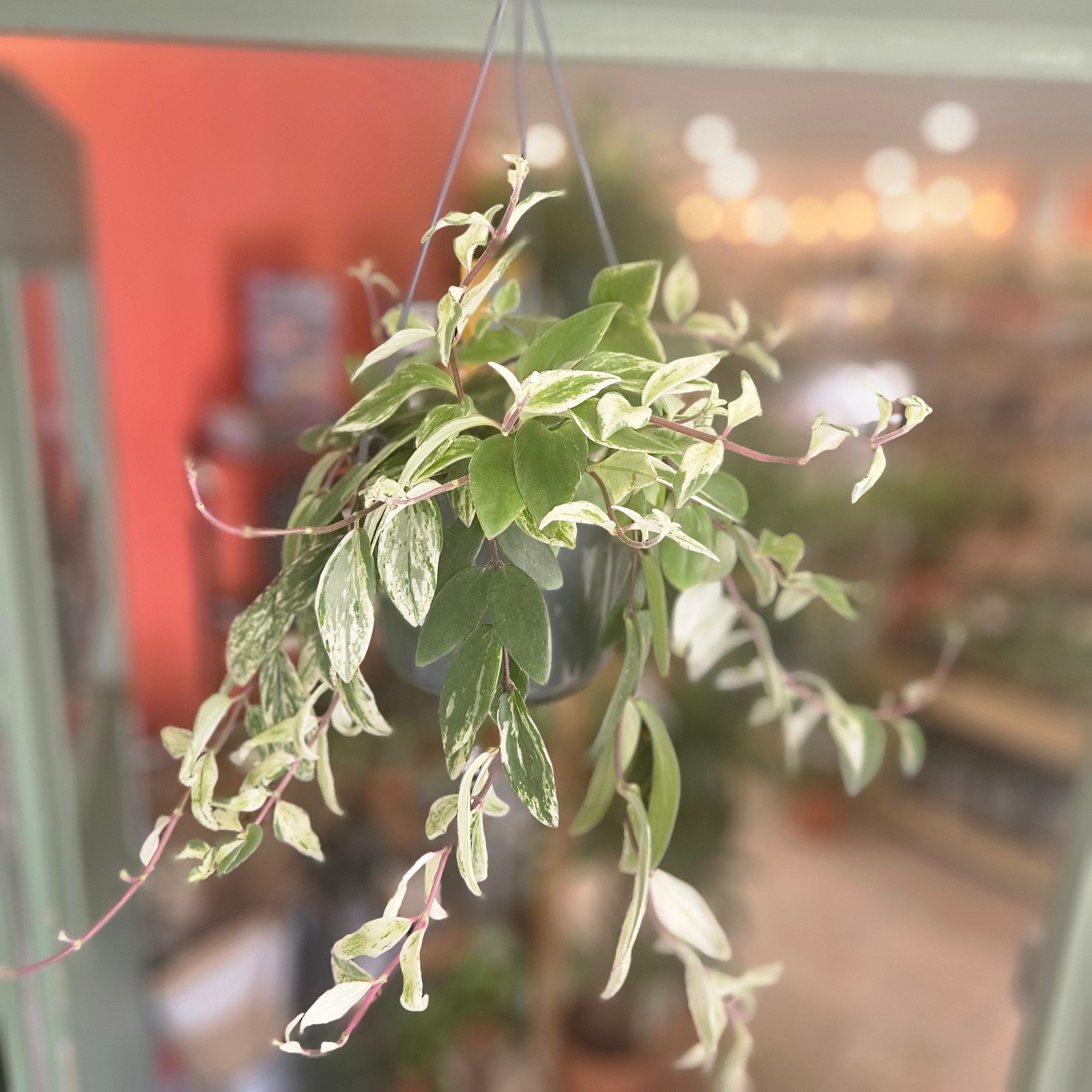 Aeschynanthus lobbianus &