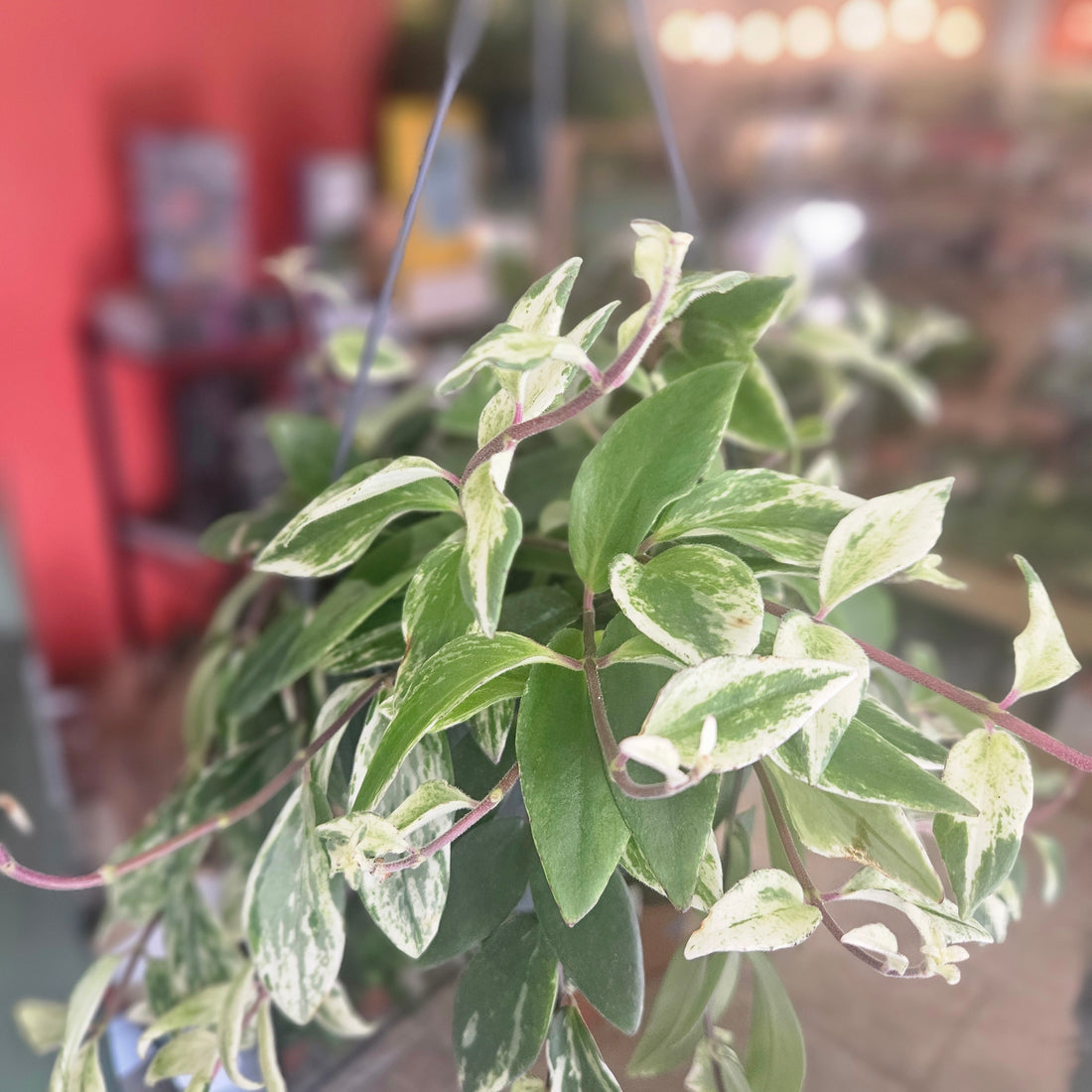 Aeschynanthus lobbianus &