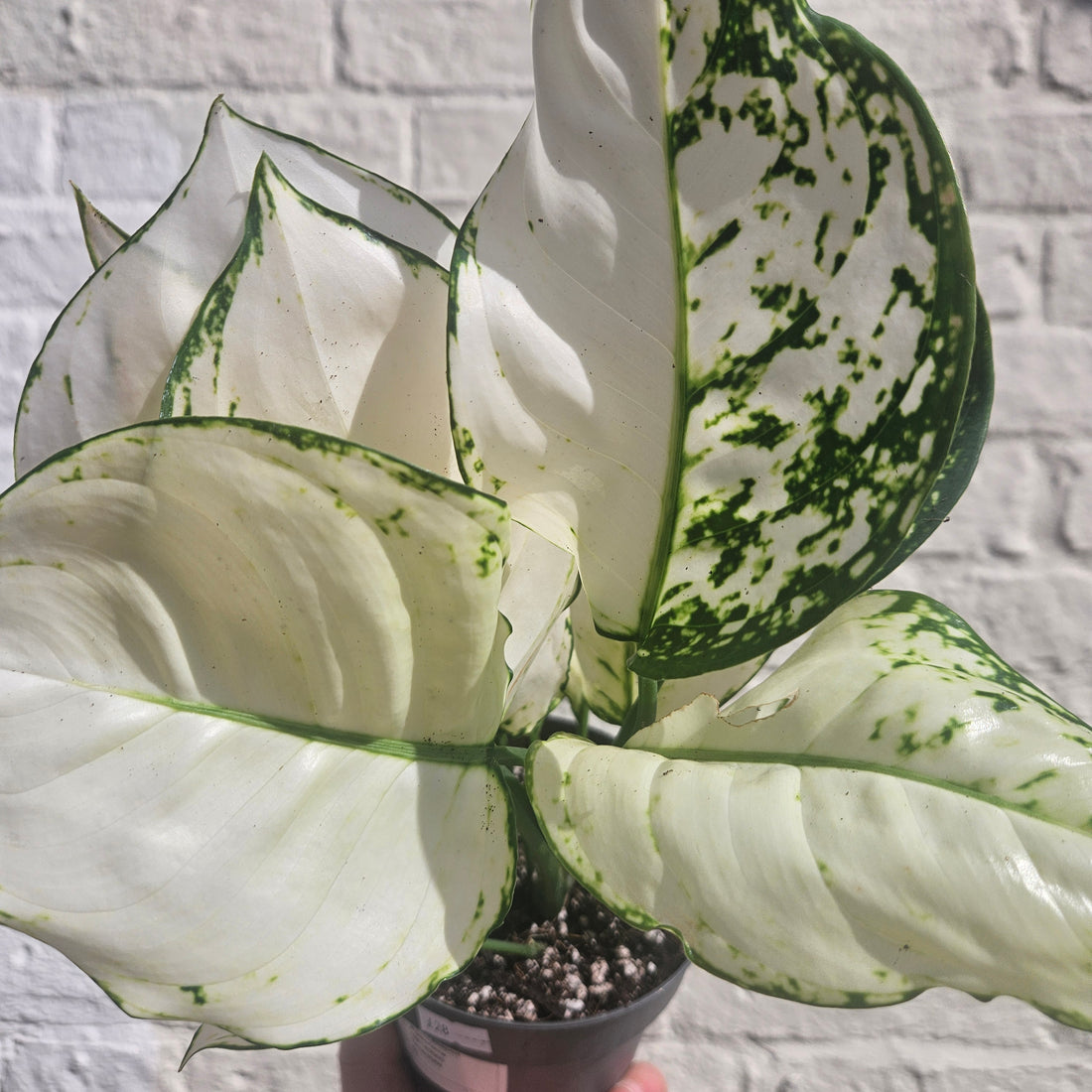 Aglaonema &
