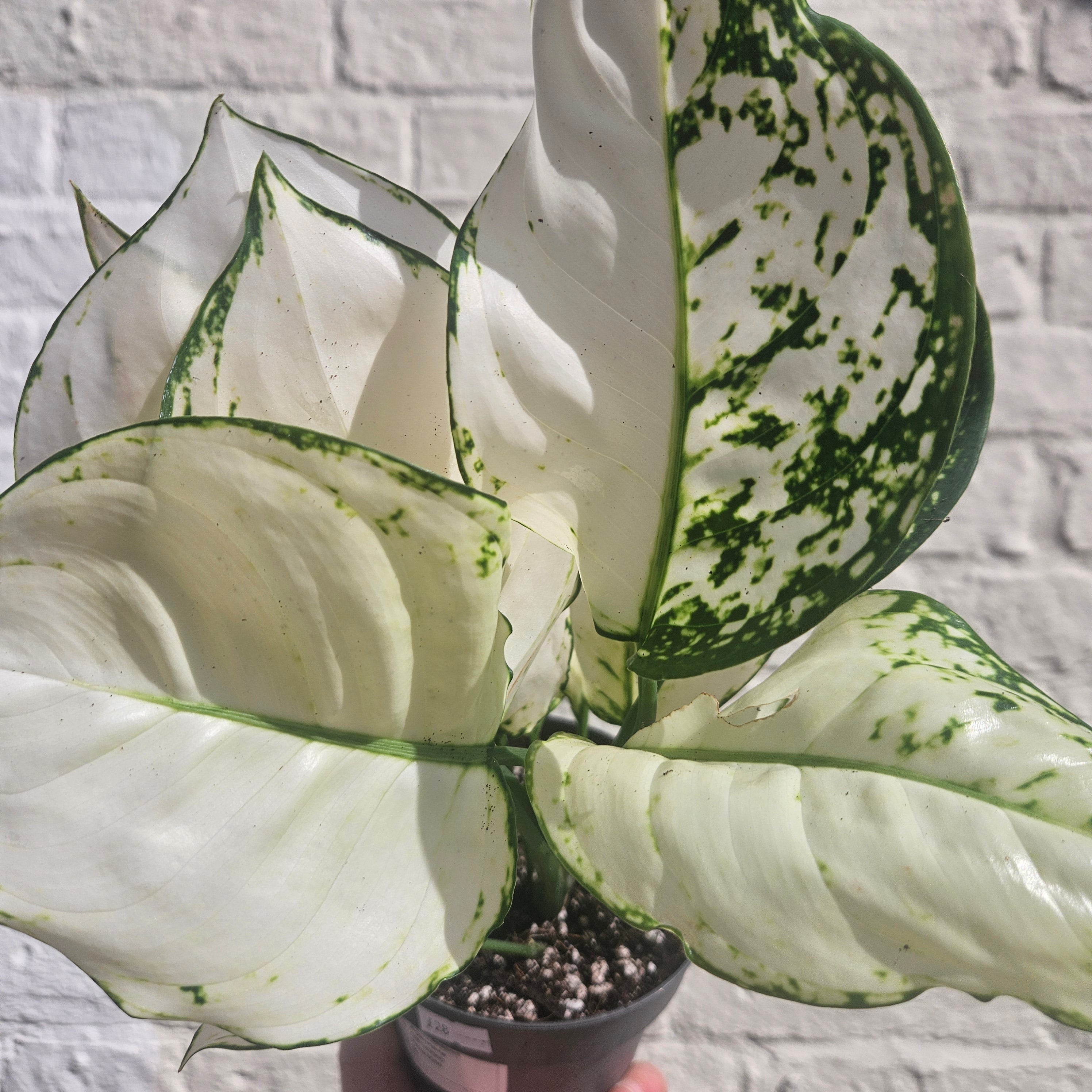 Aglaonema &