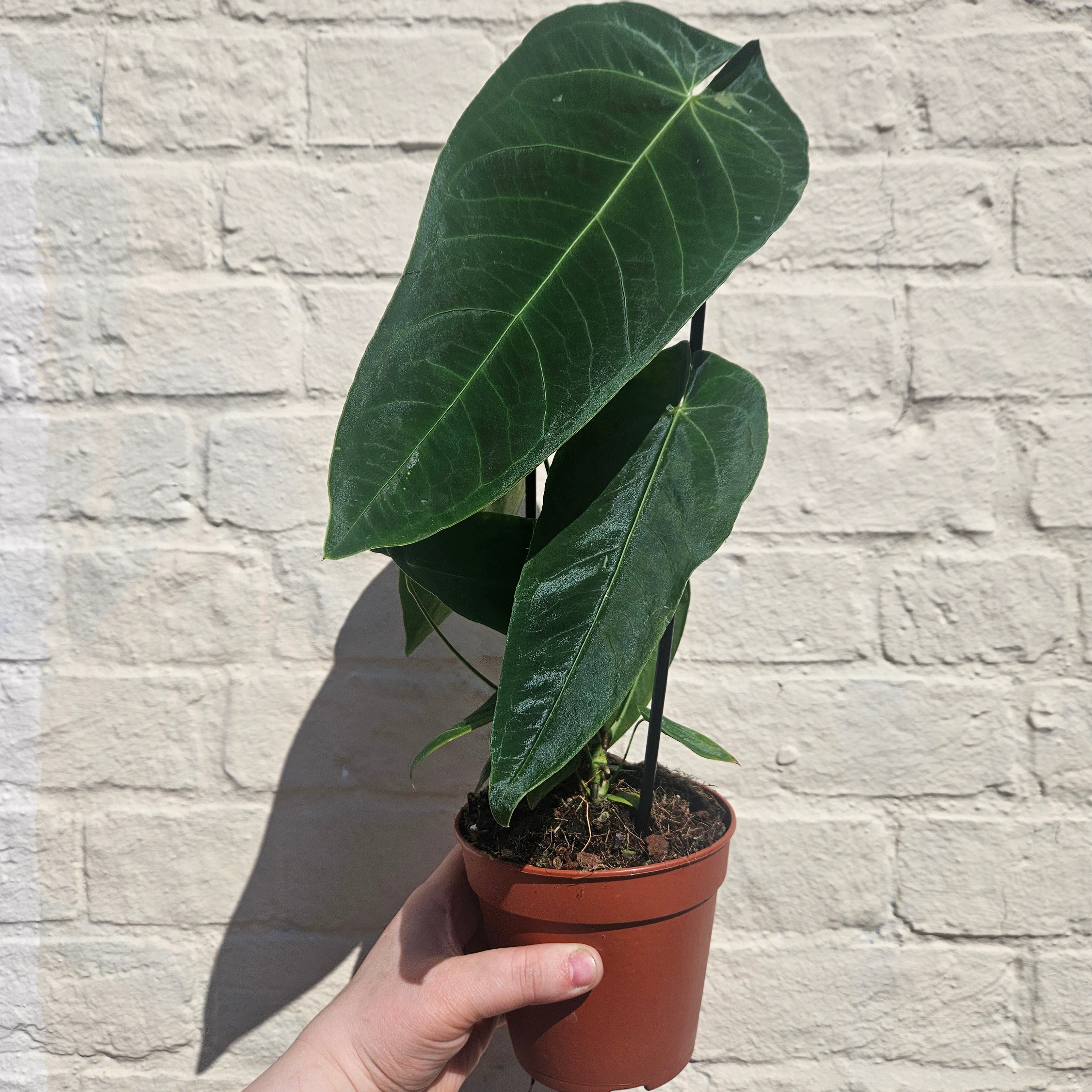 Anthurium queremalense