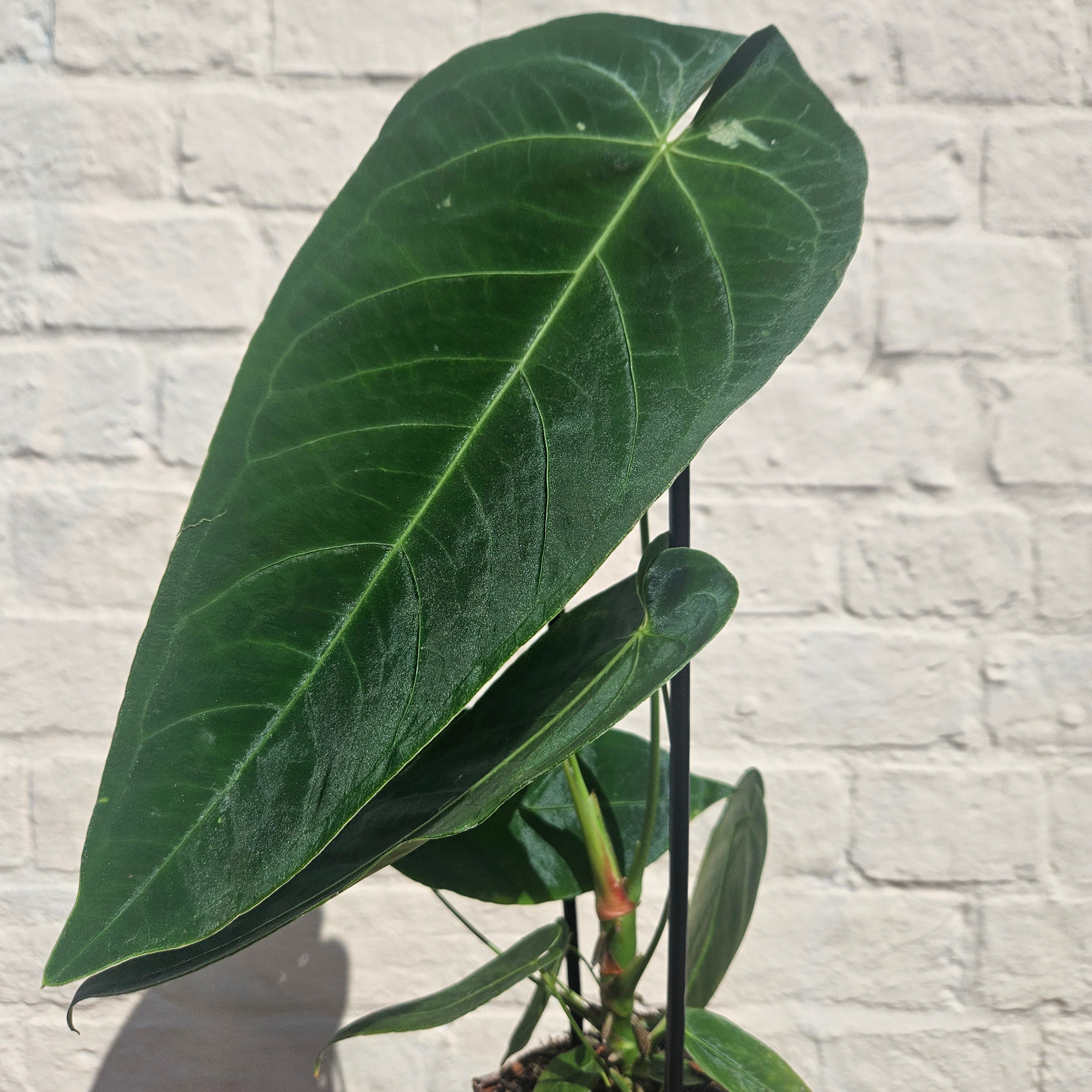 Anthurium queremalense