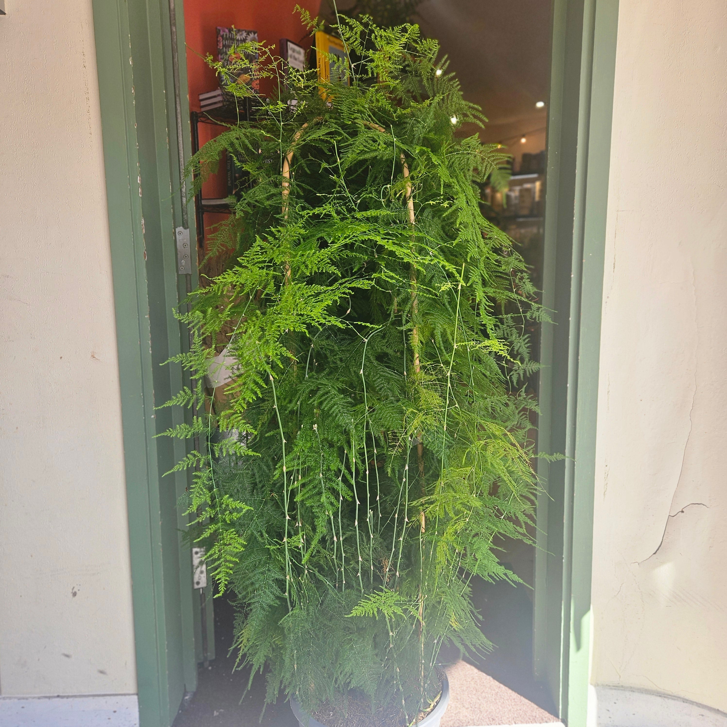 Asparagus setaceus (Asparagus fern) - Various sizes