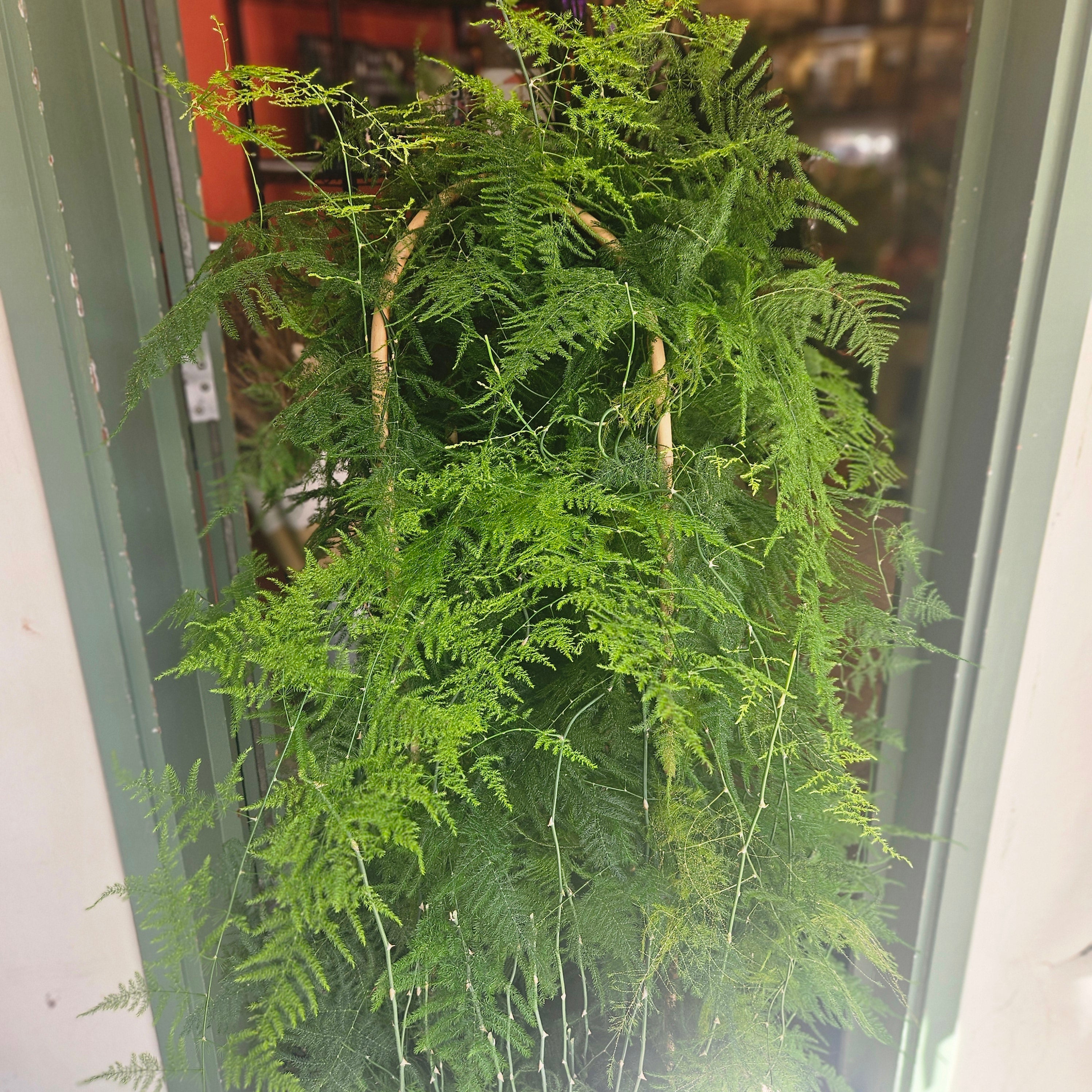 Asparagus setaceus (Asparagus fern) - Various sizes