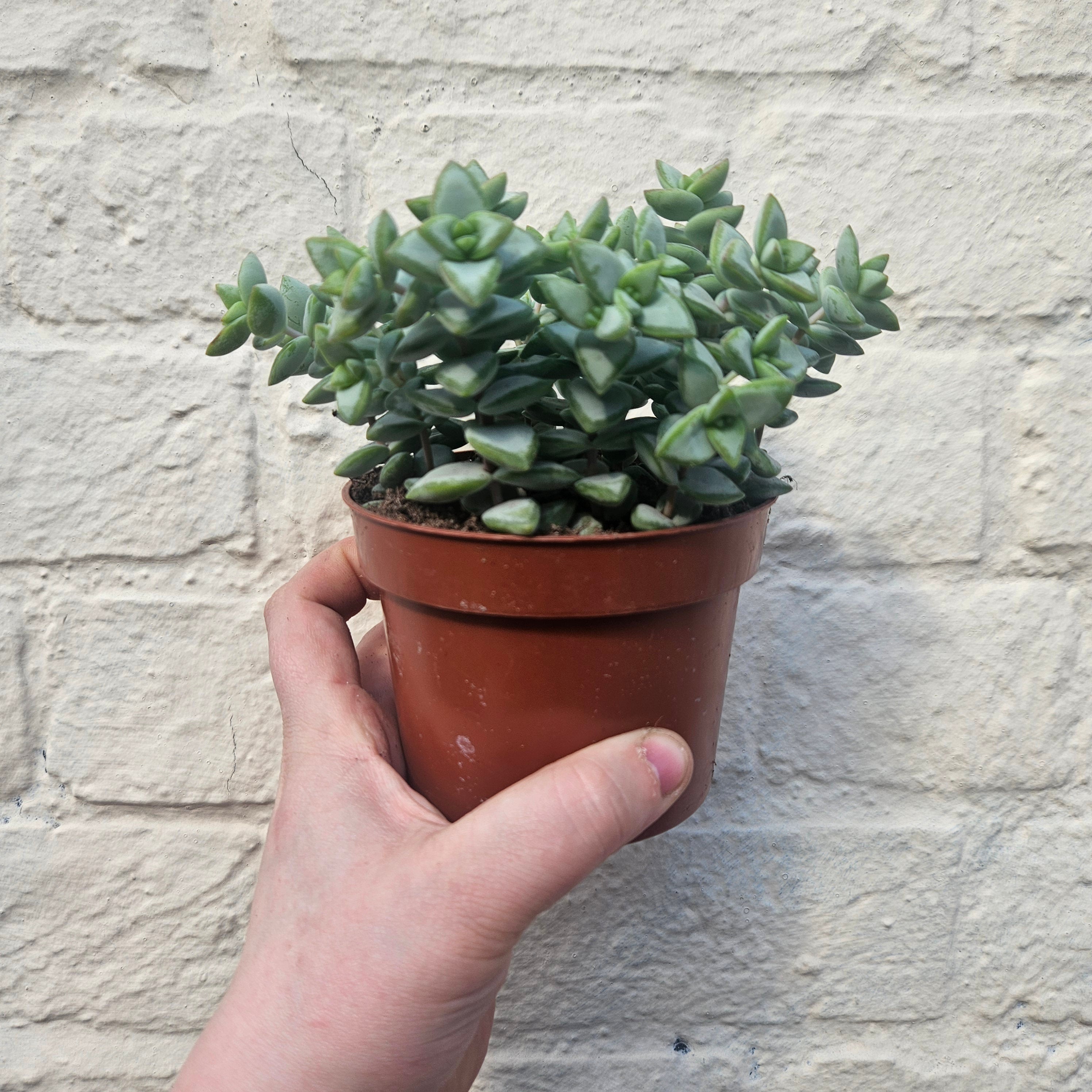 Crassula perforata (String of Buttons Succulent plant)