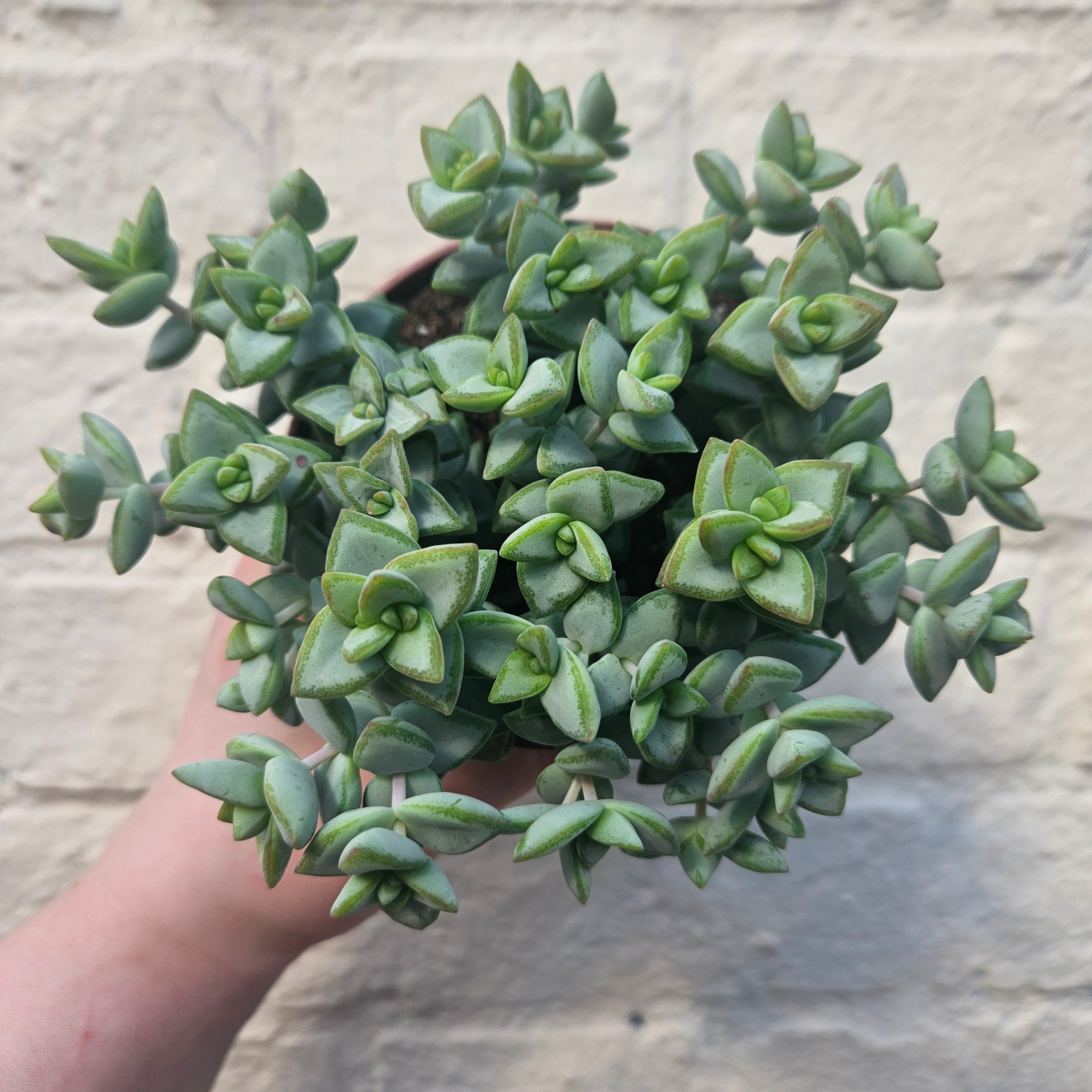 Crassula perforata (String of Buttons Succulent plant)