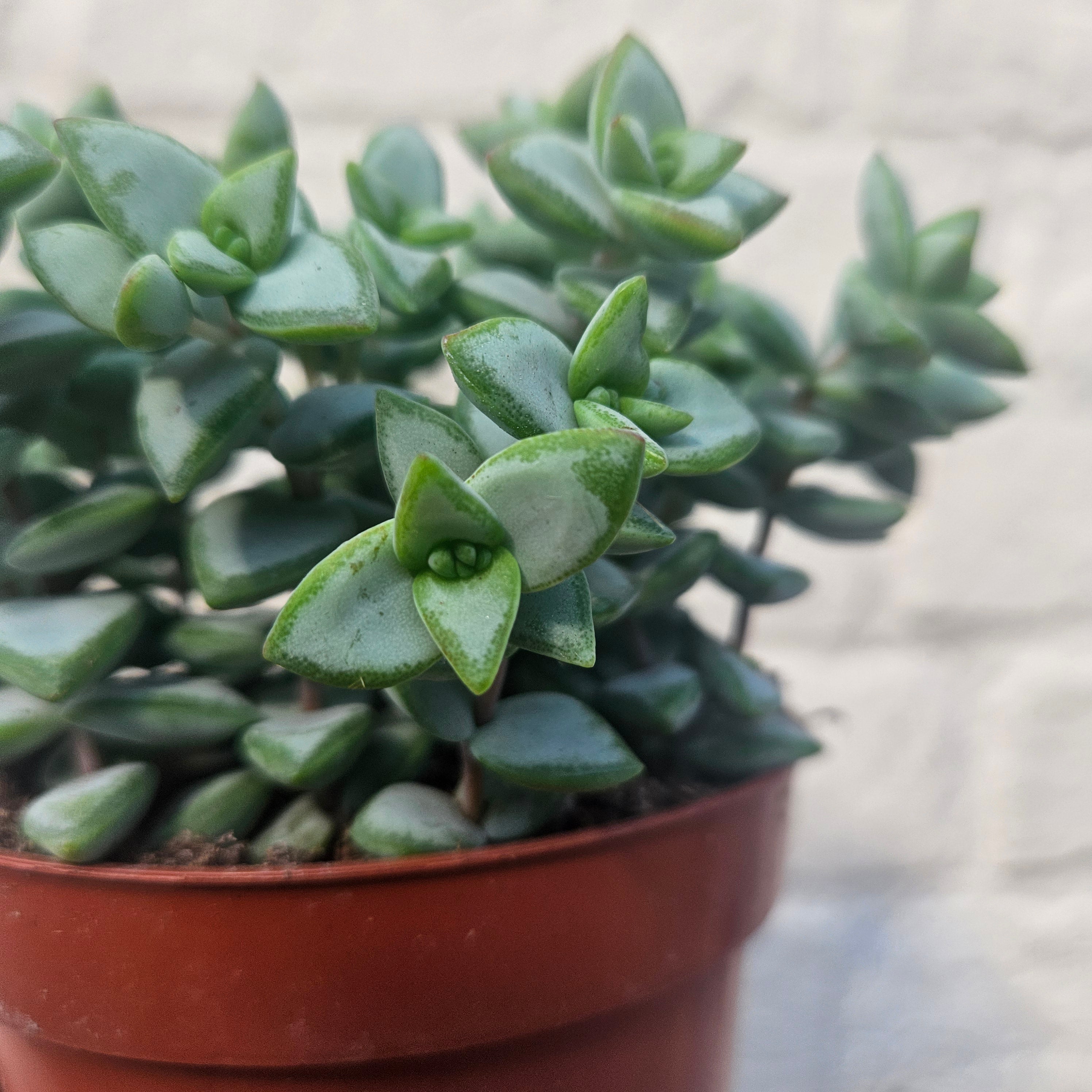 Crassula perforata (String of Buttons Succulent plant)