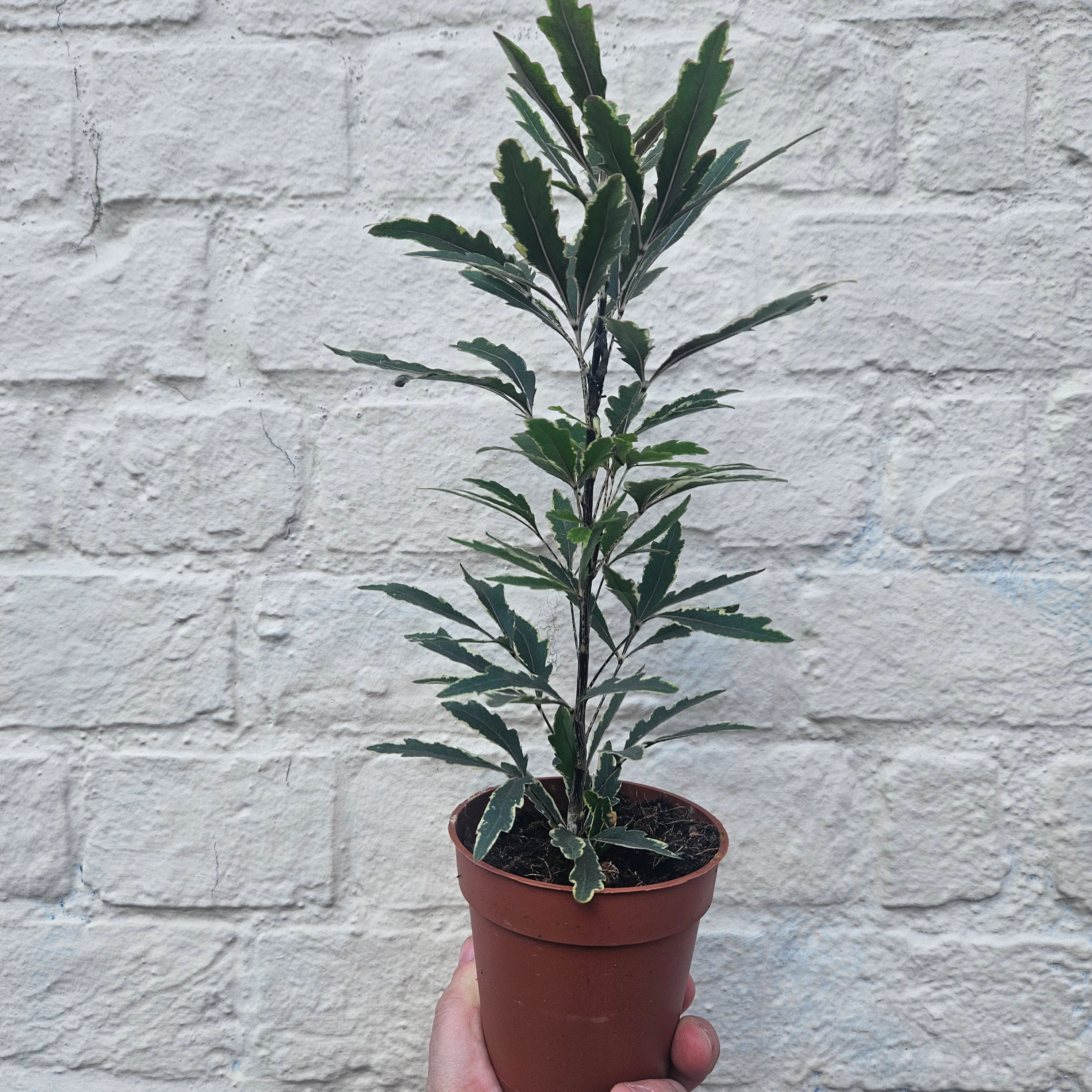 Dizygotheca elegantissima &