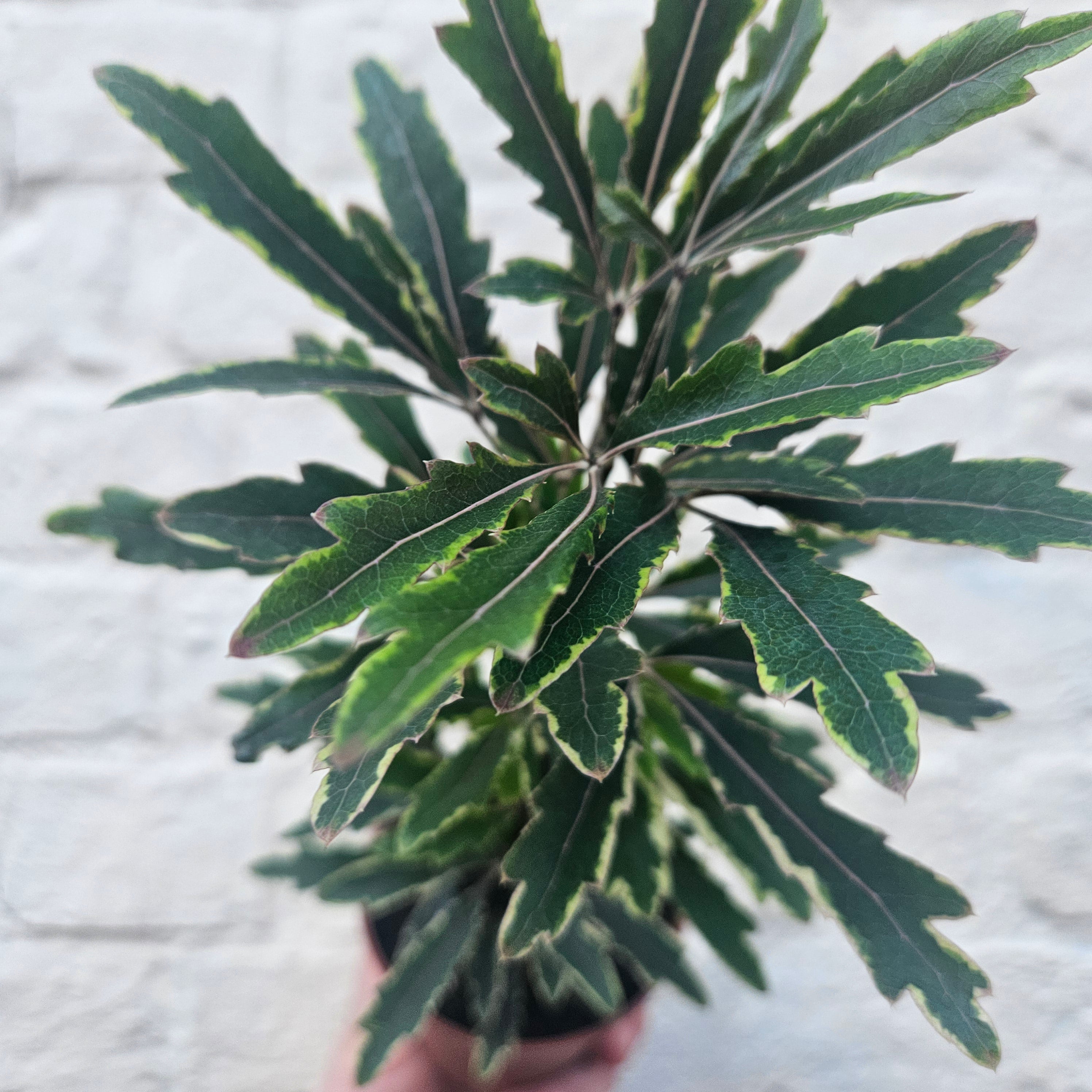 Dizygotheca elegantissima &