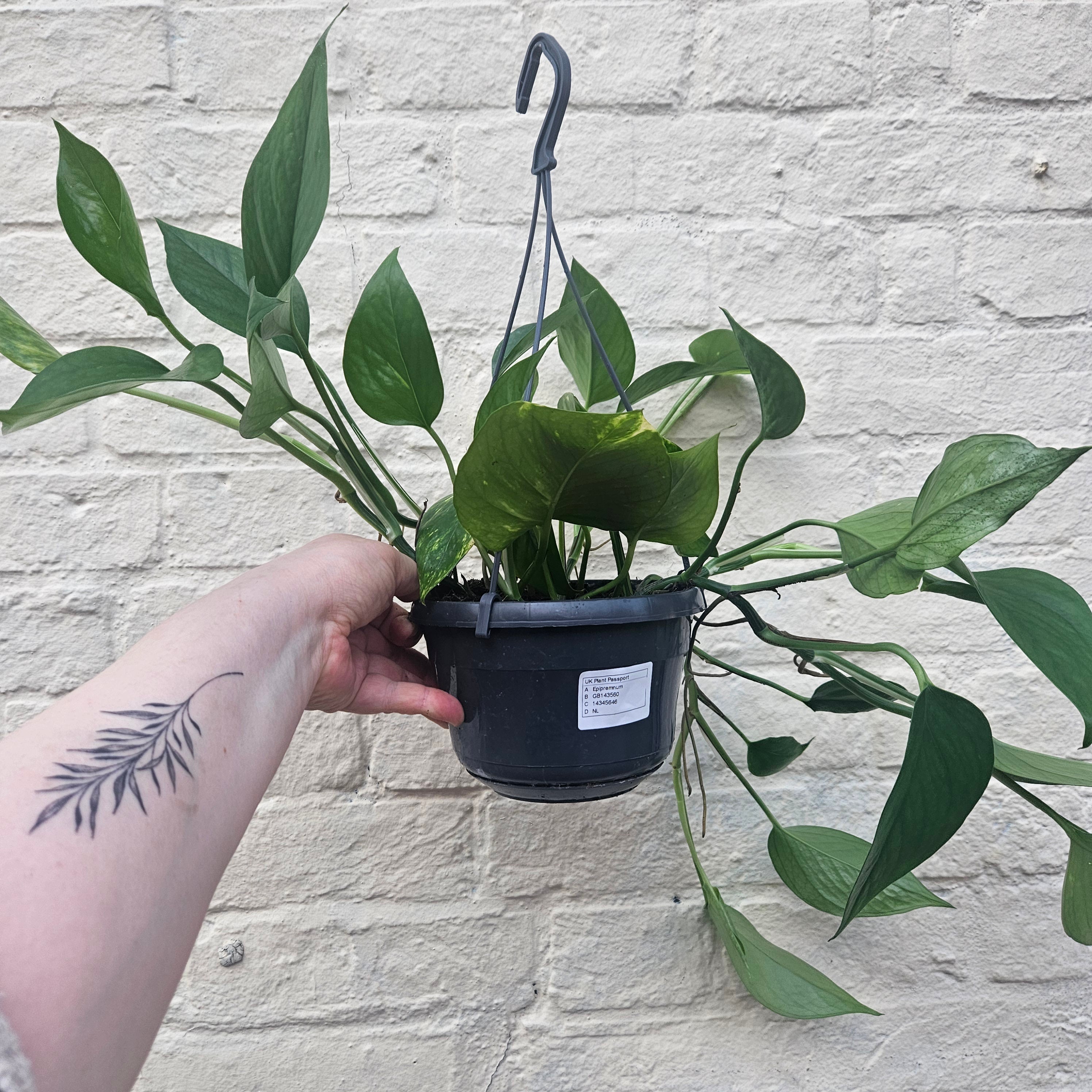 Epipremnum aureum (Golden Pothos/Devils Ivy)