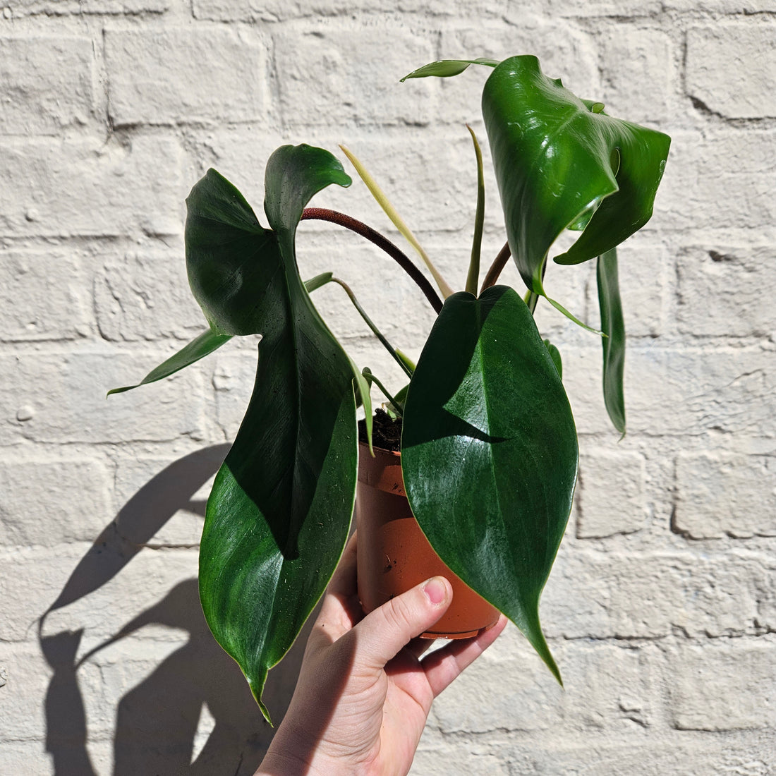 Philodendron &
