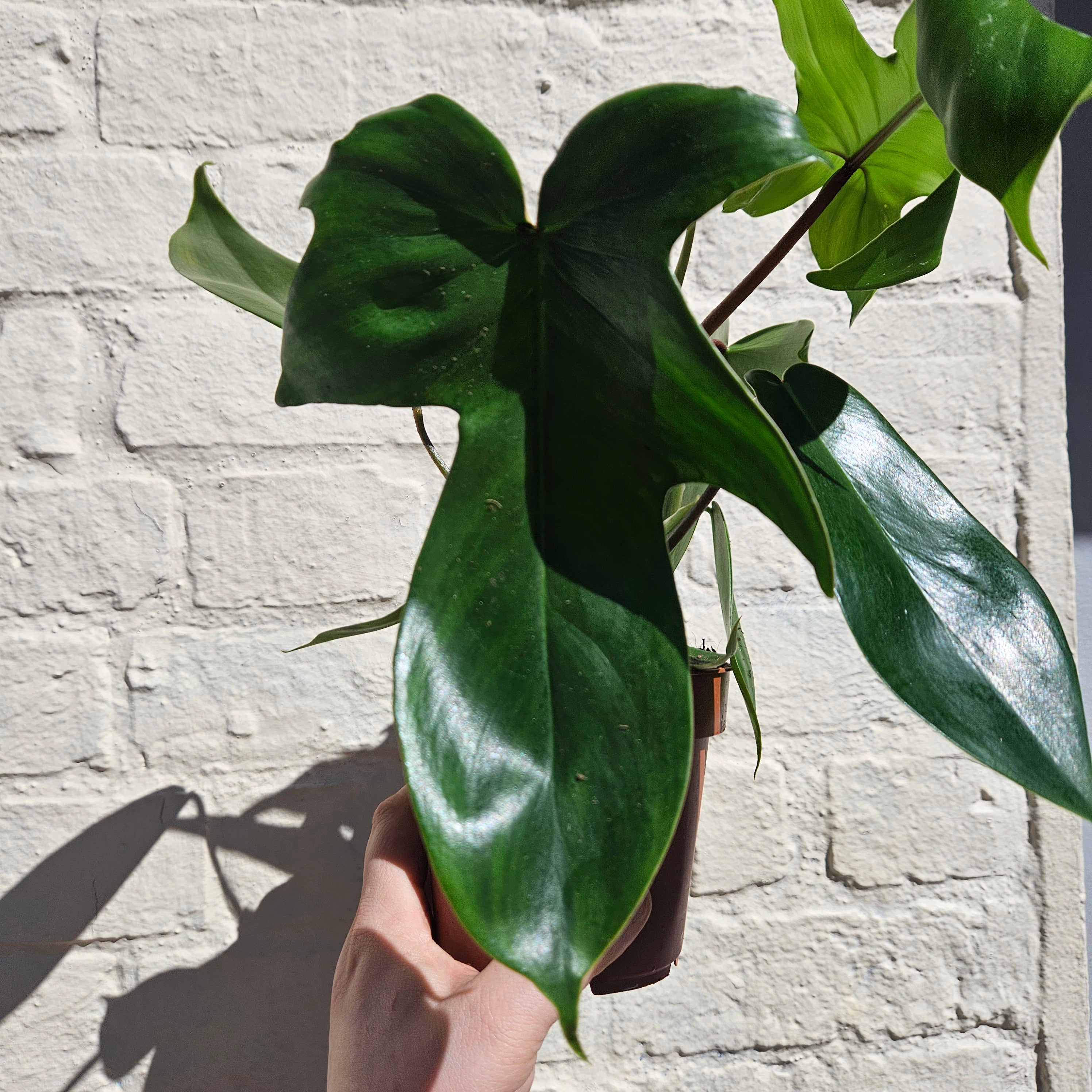 Philodendron &