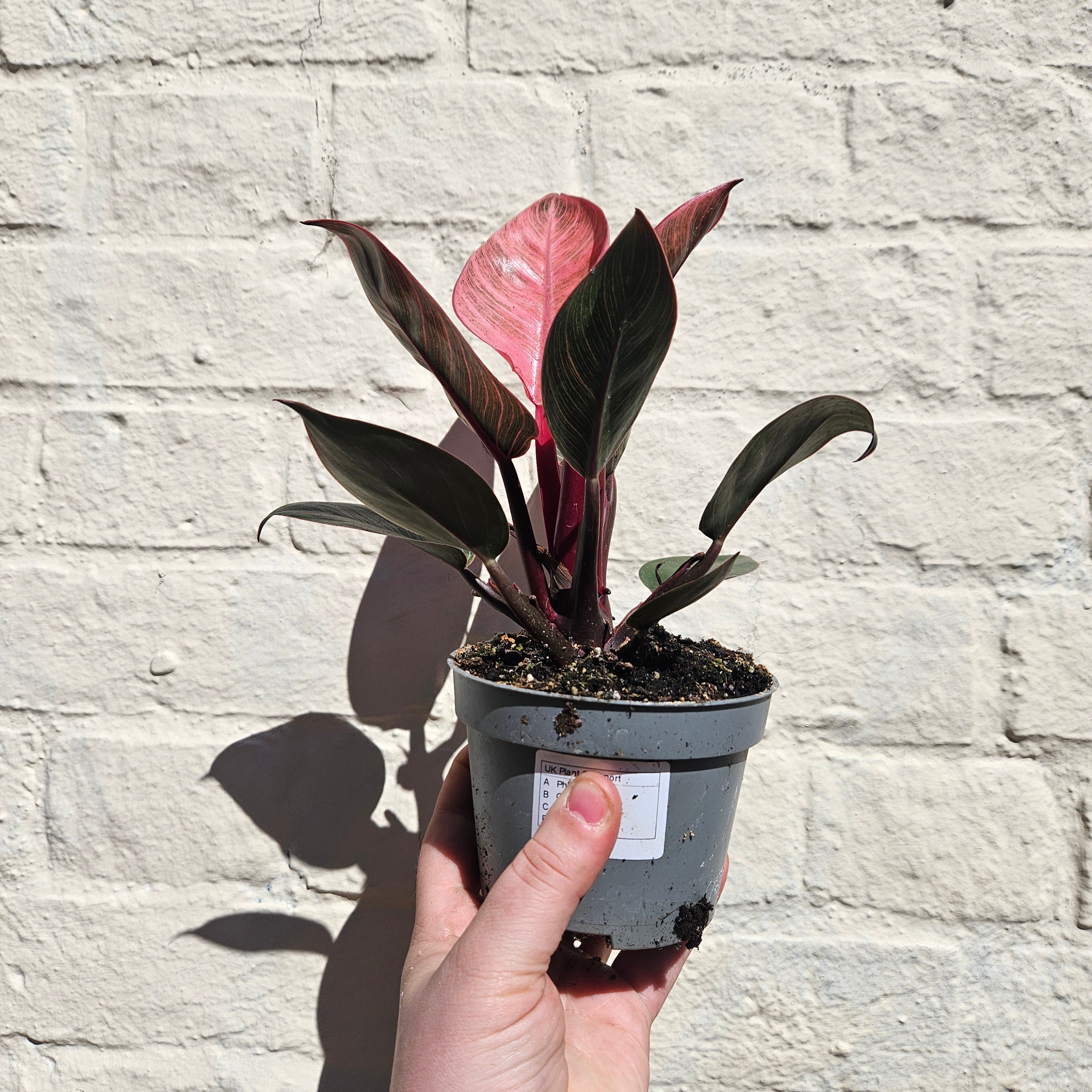 Philodendron erubescens &