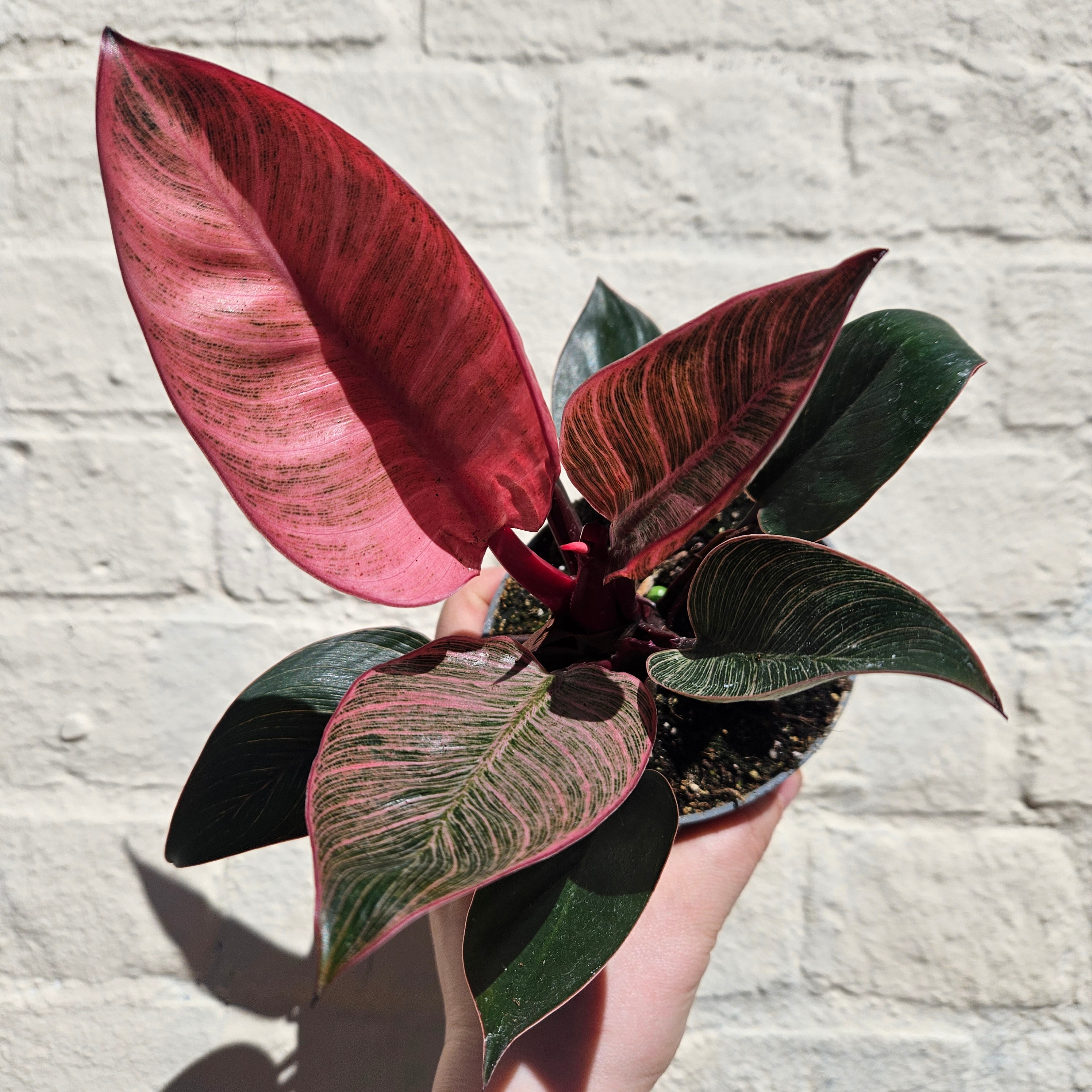 Philodendron erubescens &