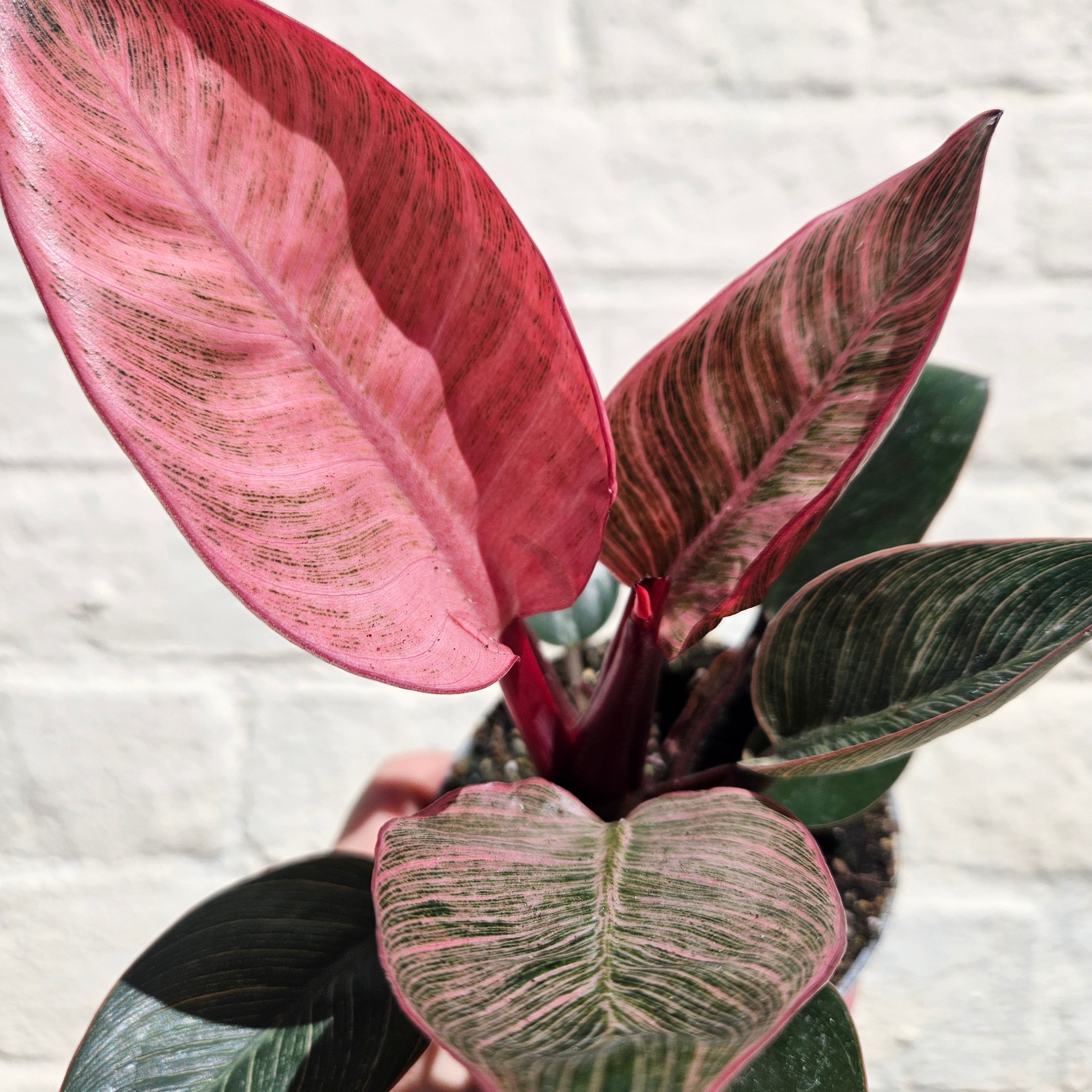 Philodendron erubescens &